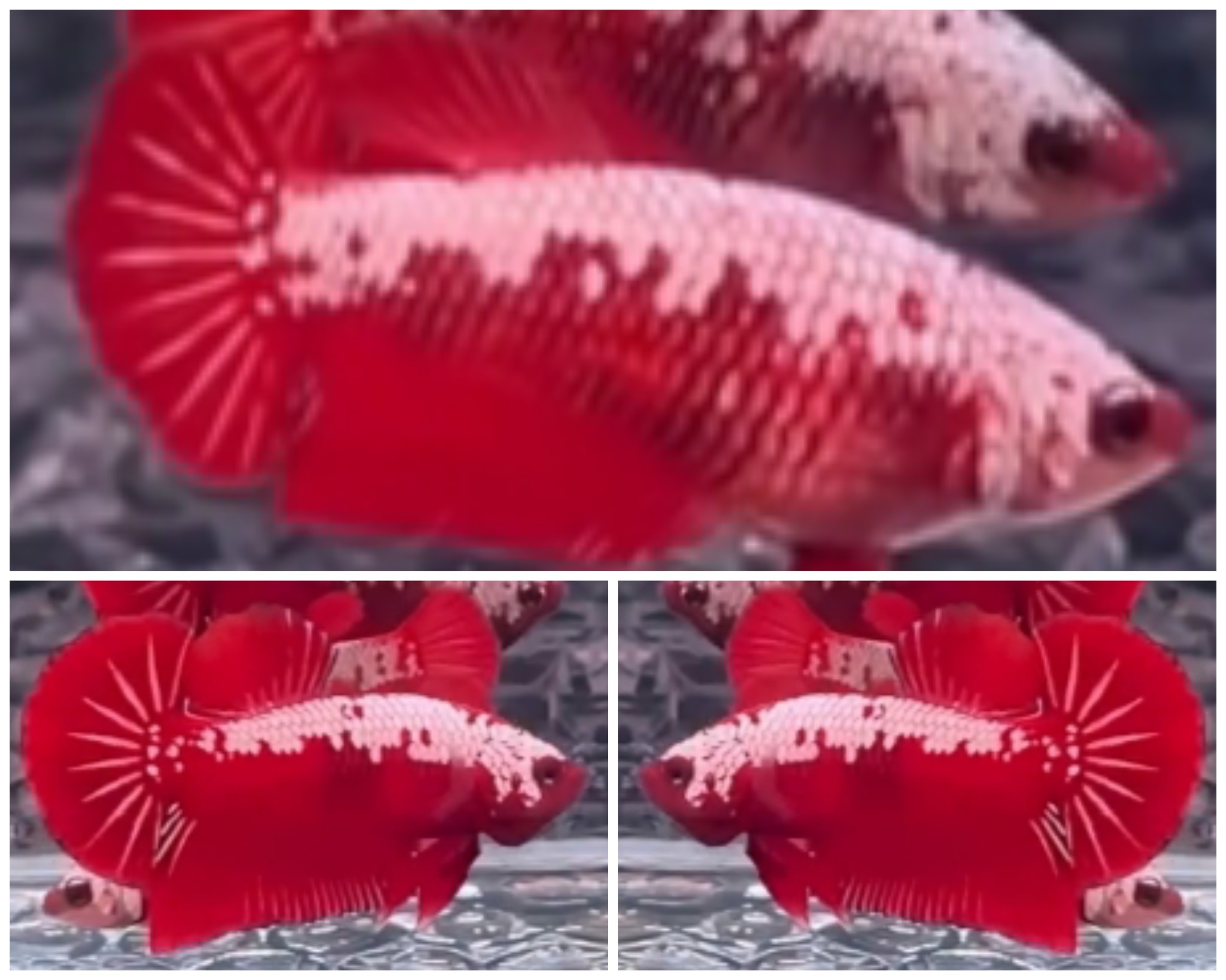 Pair Red Samurai