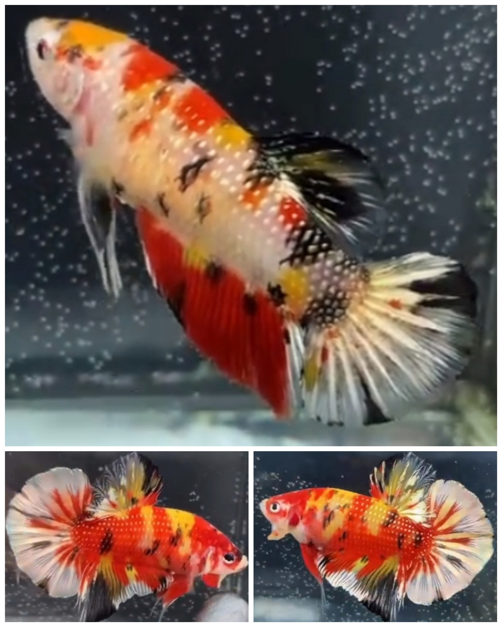 Pair Giant Candy Copper (6 $ 5,5cm)