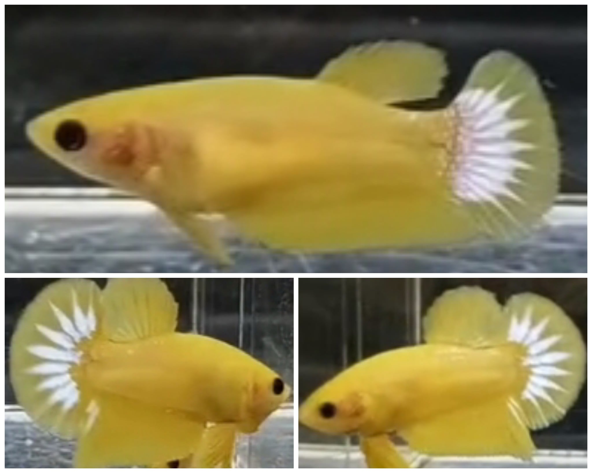 Pair Yellow Star Tail