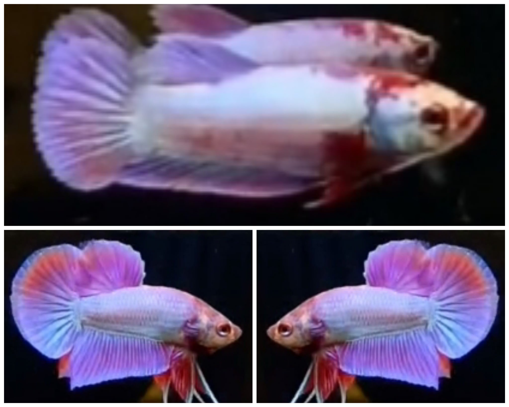 Pair Aurora