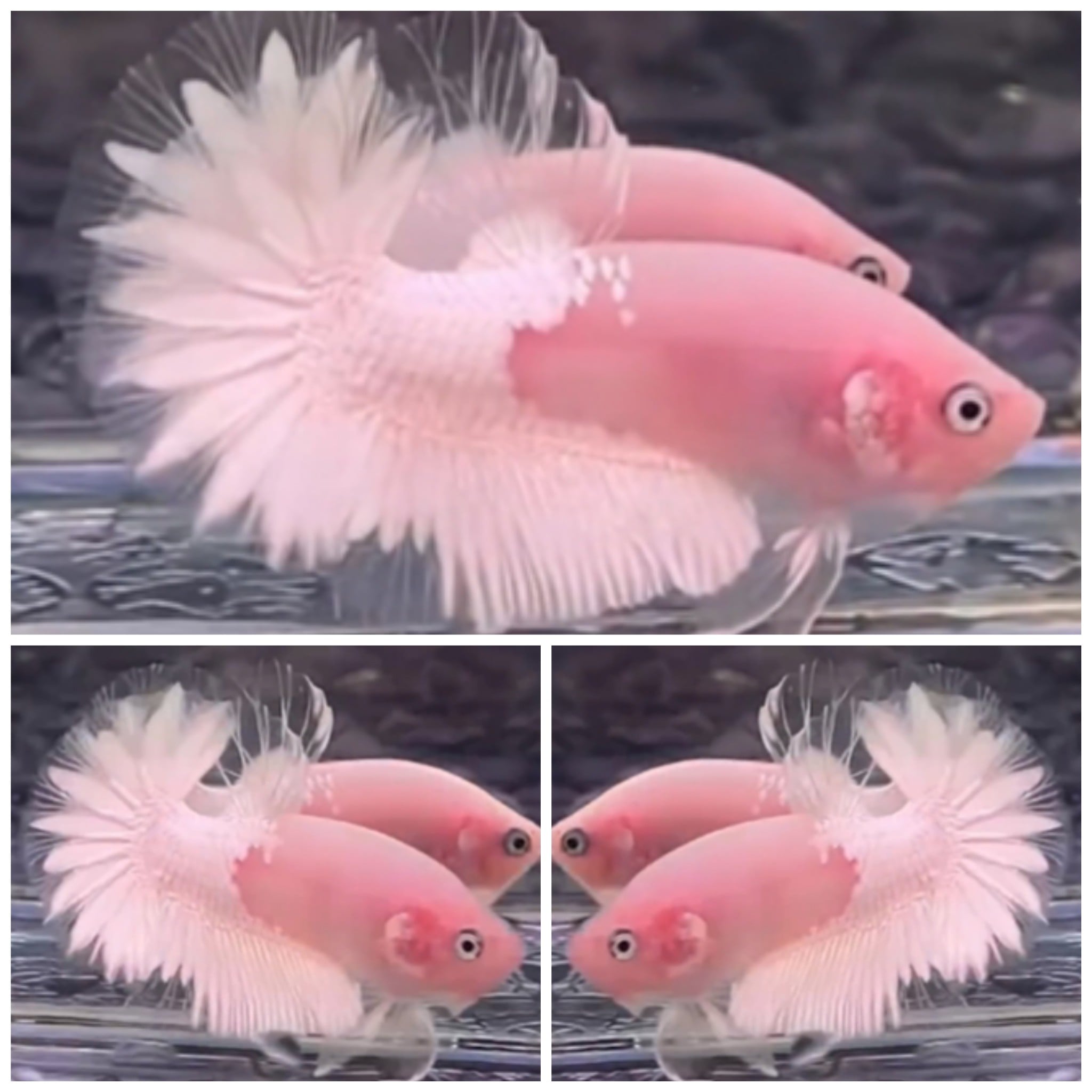 White Casper Star Tail