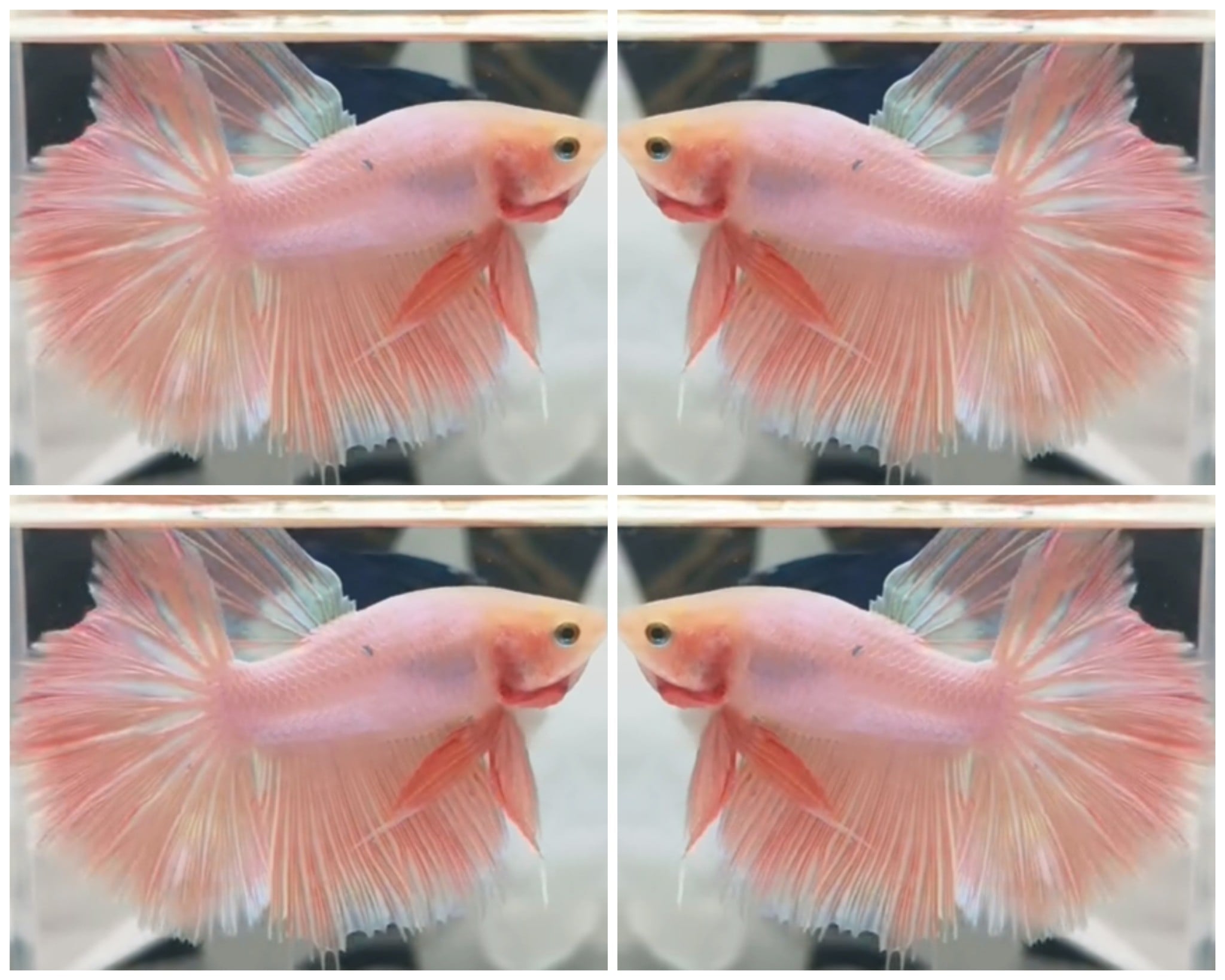 Pink Shimmer