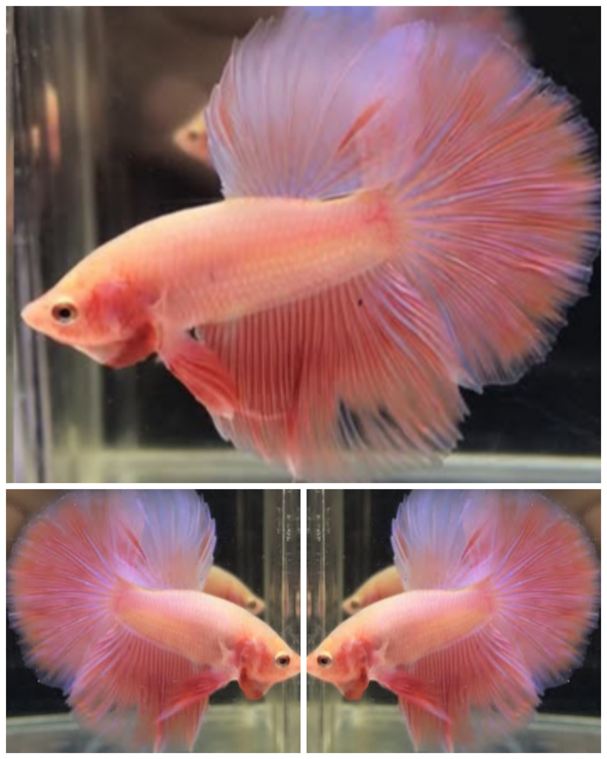 Sweet Pink