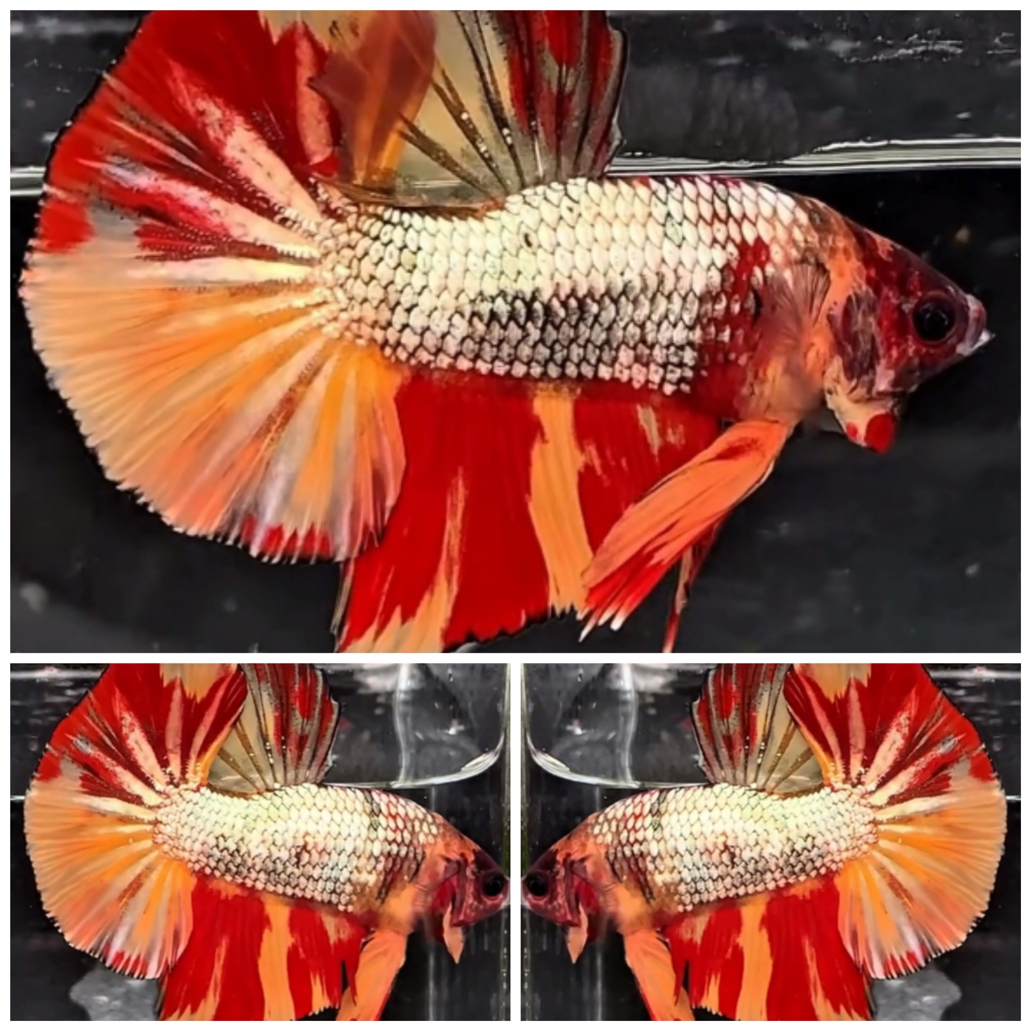 Nemo Copper Big Tail