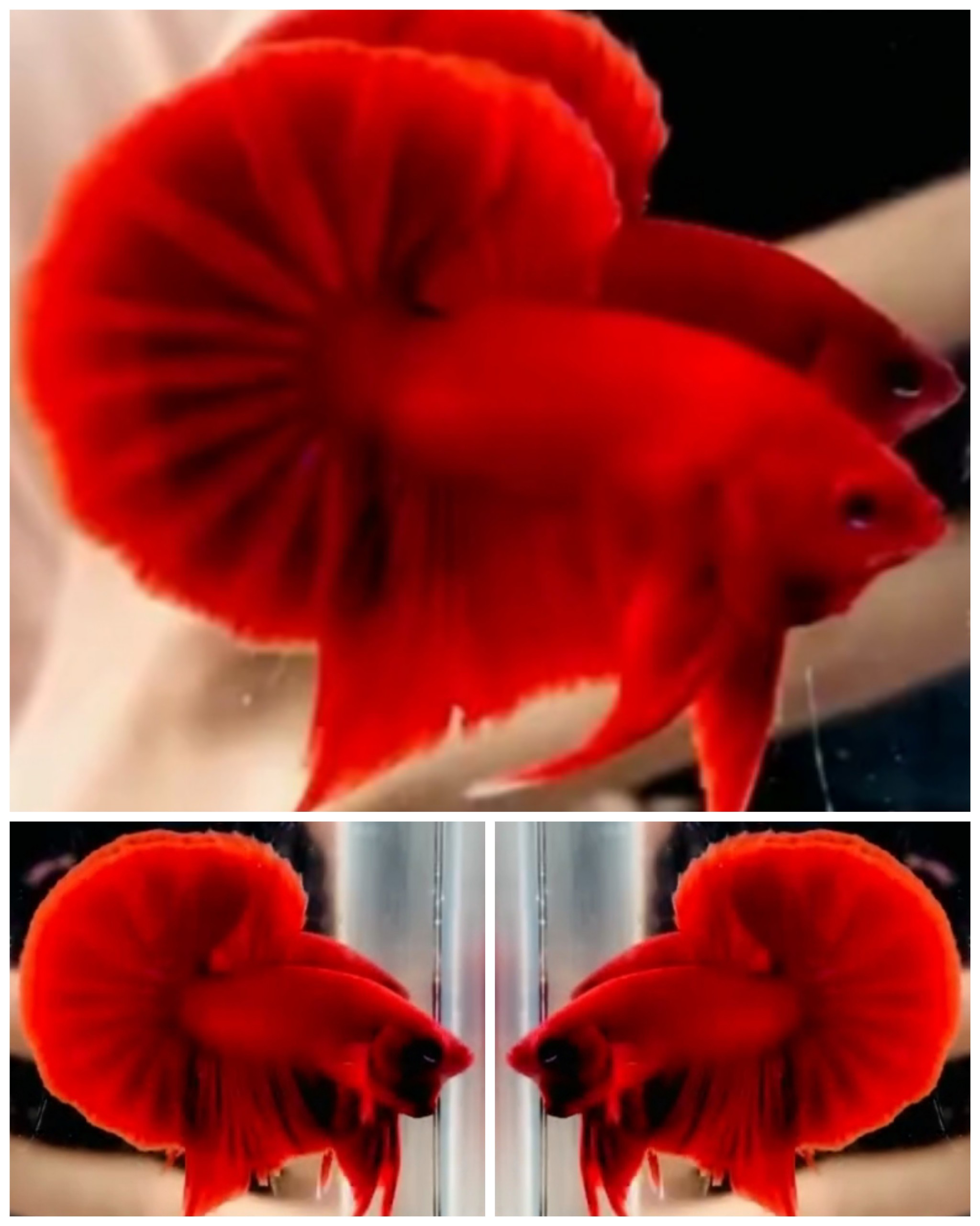 Super Red Big Tail