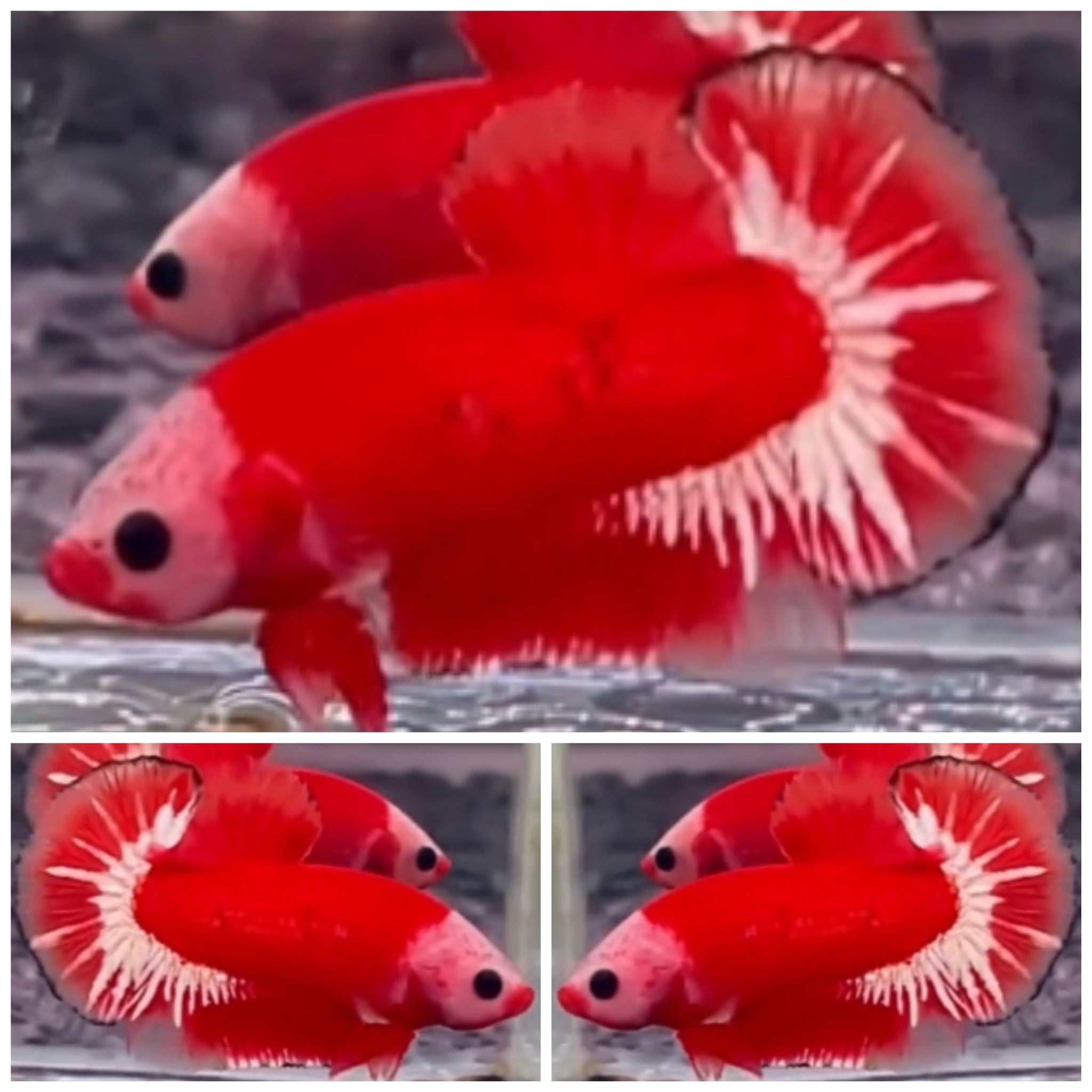 Red Casper