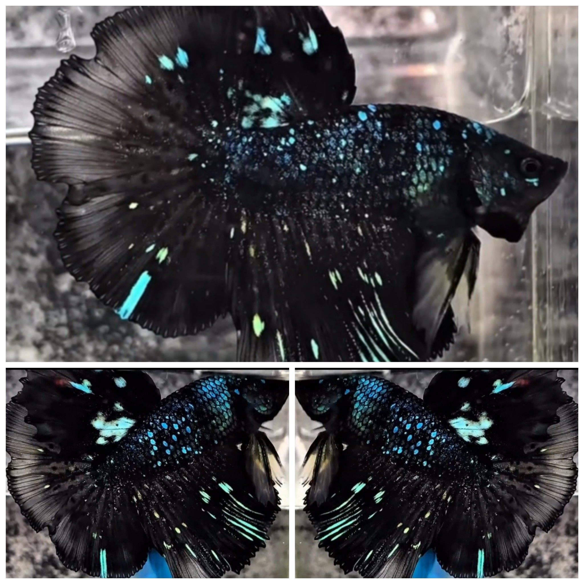 Avatar Glitter