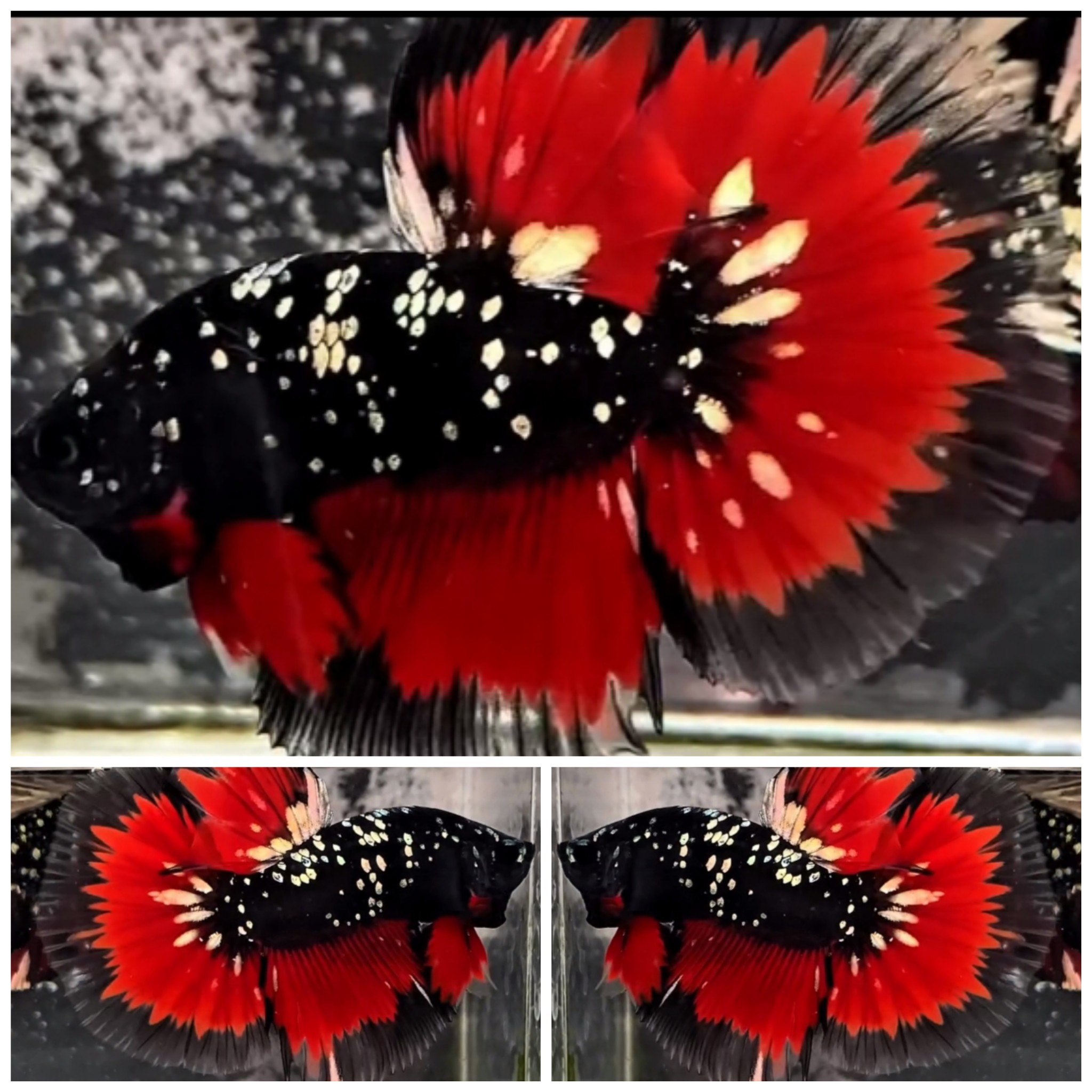 Avatar Red Copper