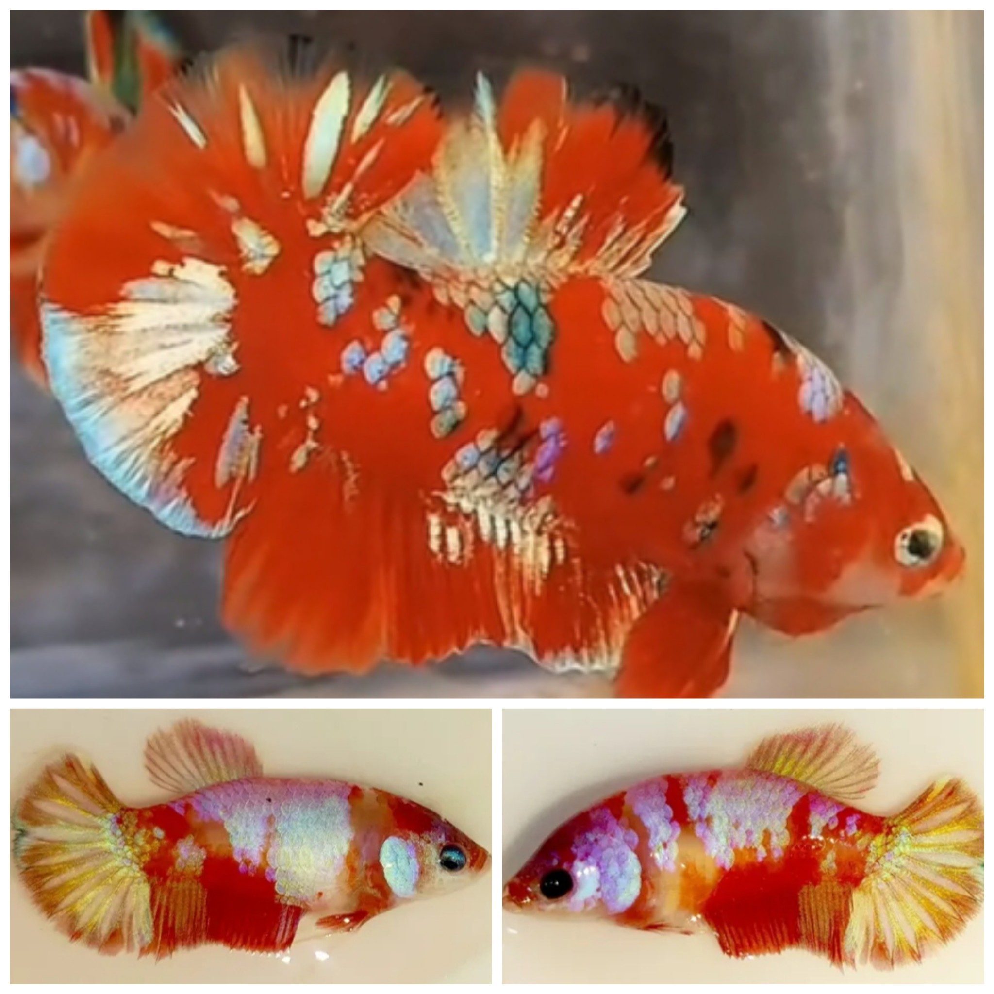 Pair Gold Barongsai