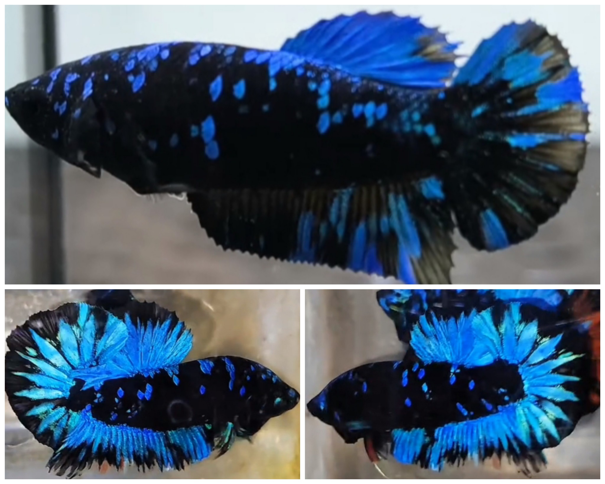 Pair Avatar