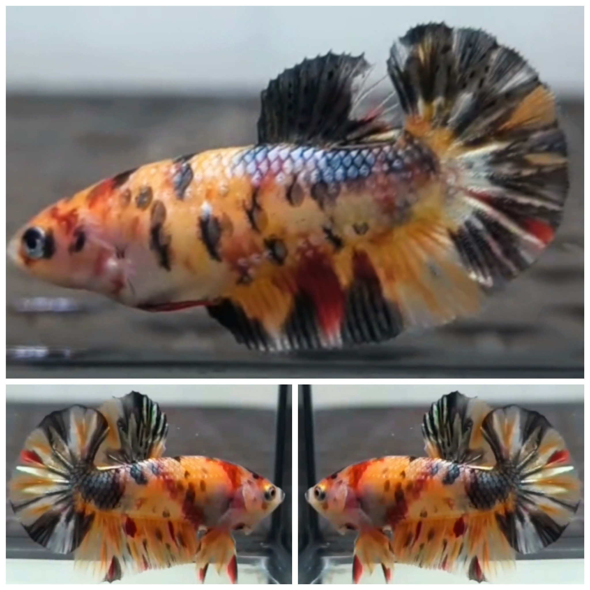Pair Candy Copper