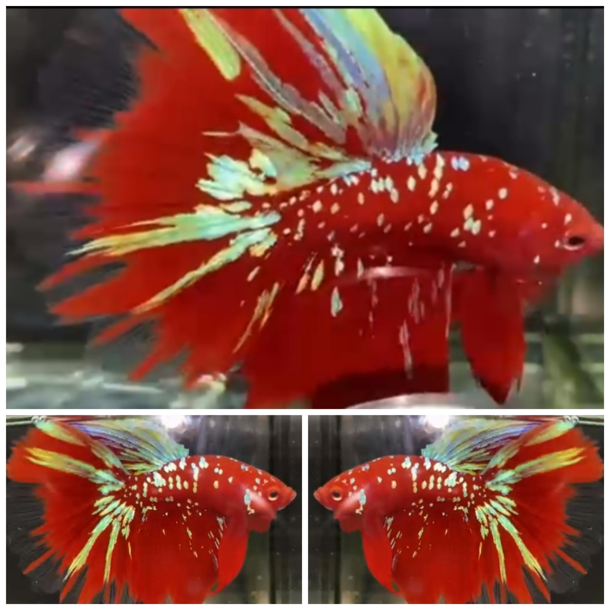 Red Gold Galaxy