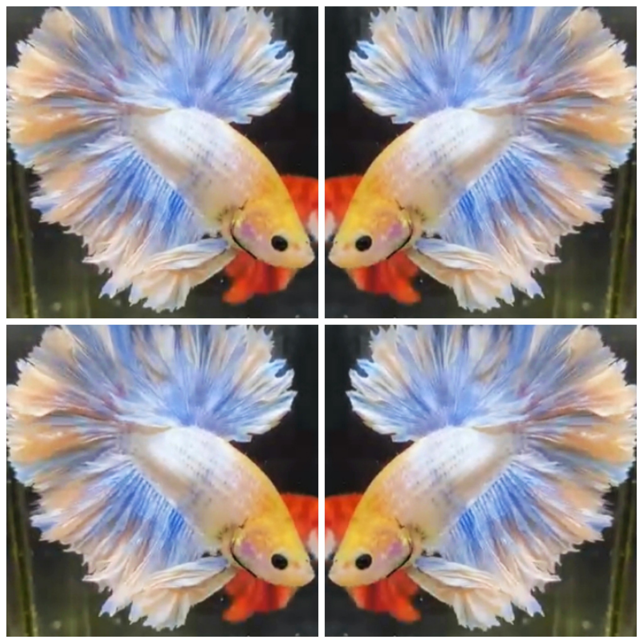 Blue Ocean Rose Tail