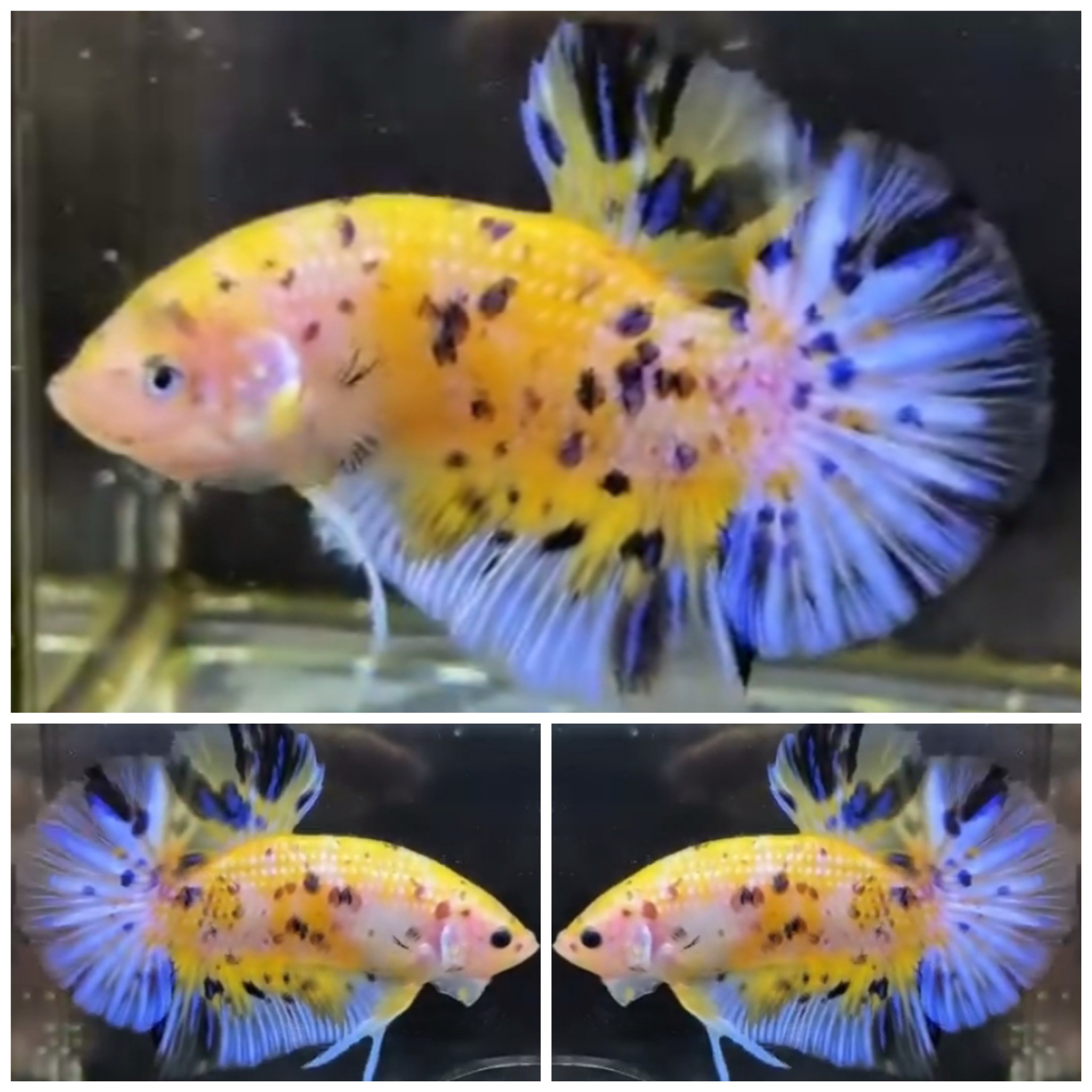 Giant Yellow Tiger (5,5cm)