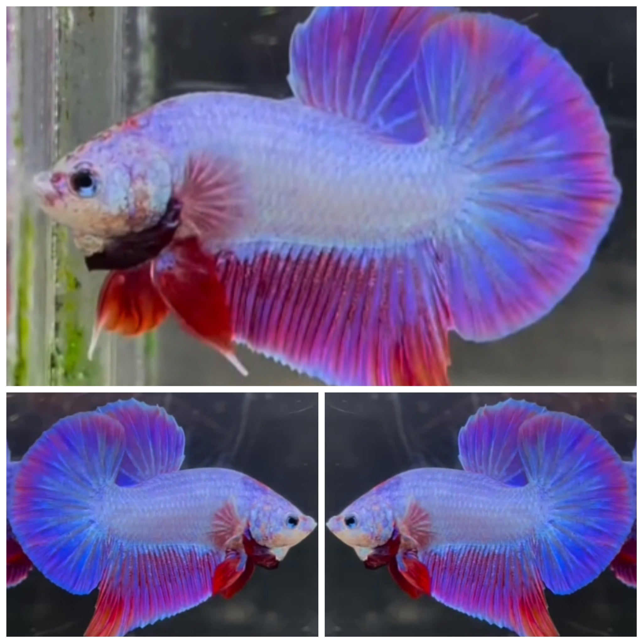Sweet Hologram