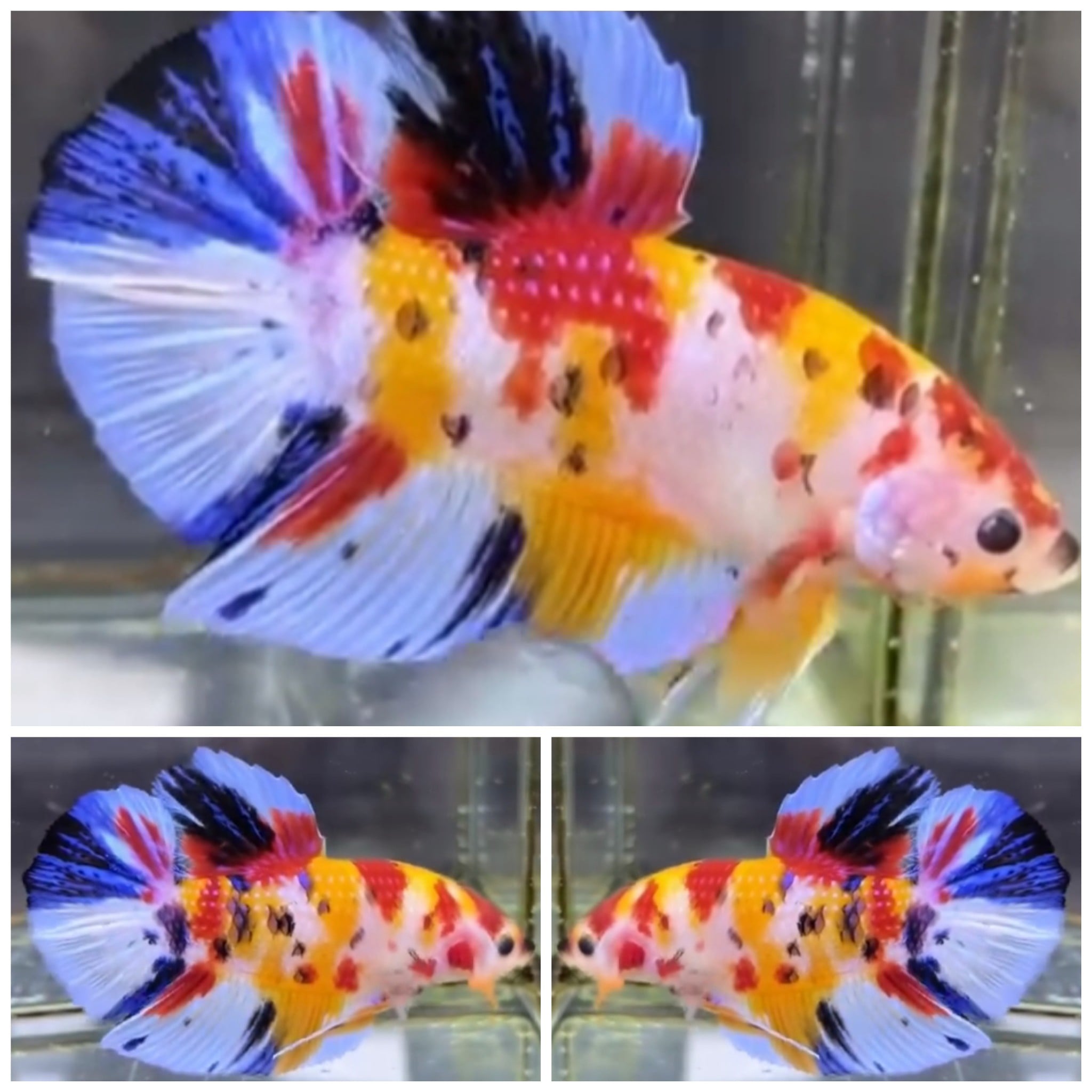Candy Giant (6cm)