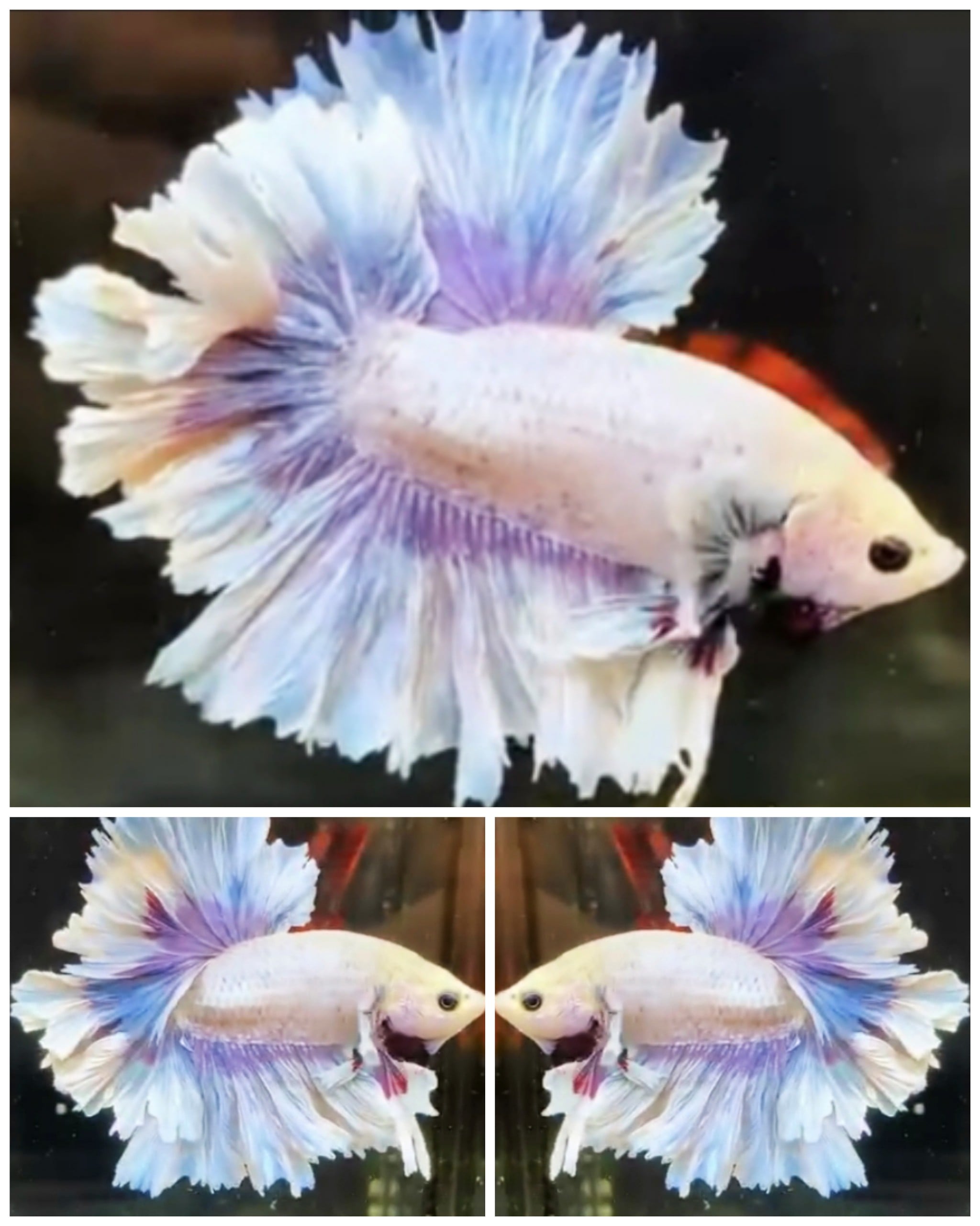 Nice King Rose Tail