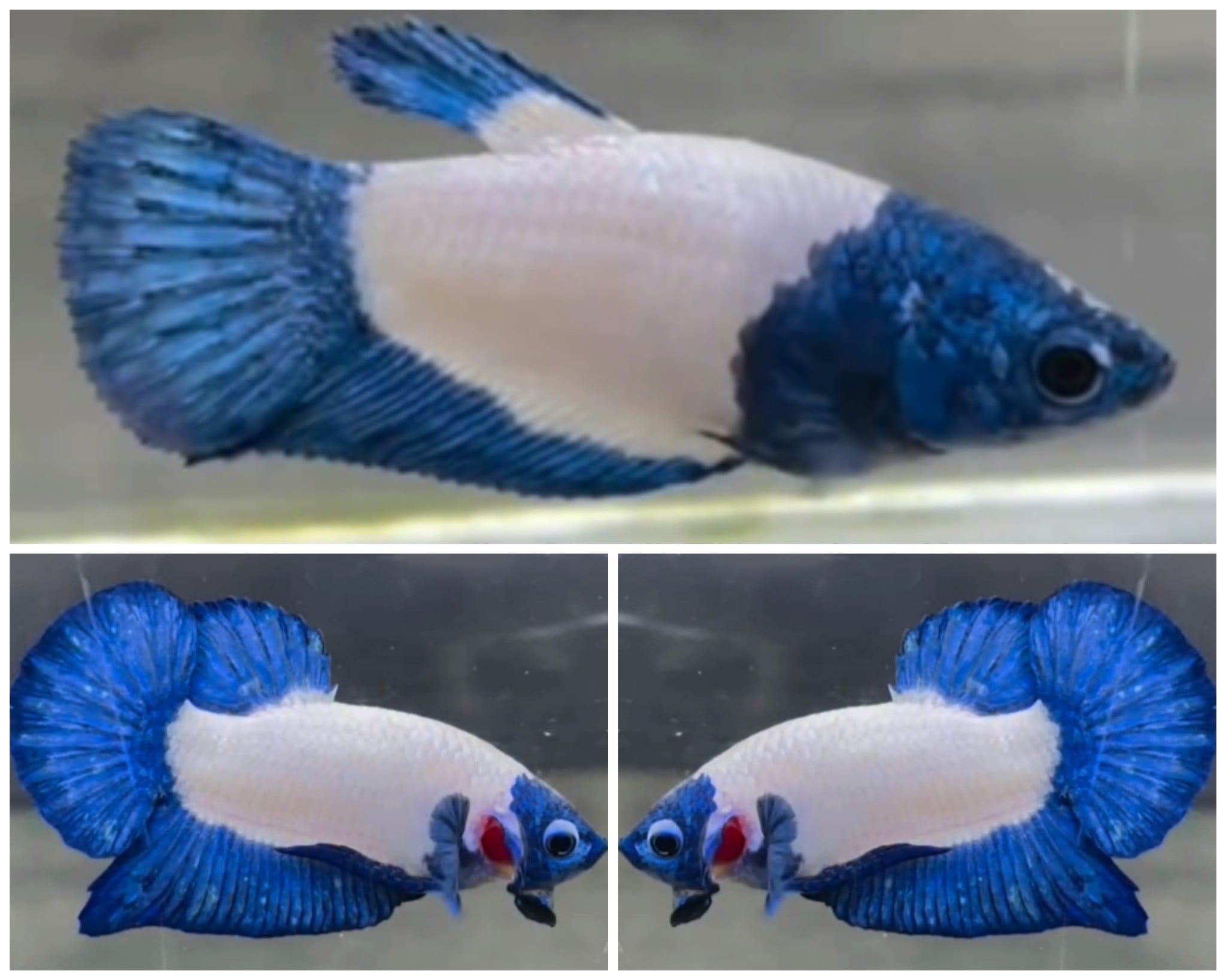 Pair Blue Mask