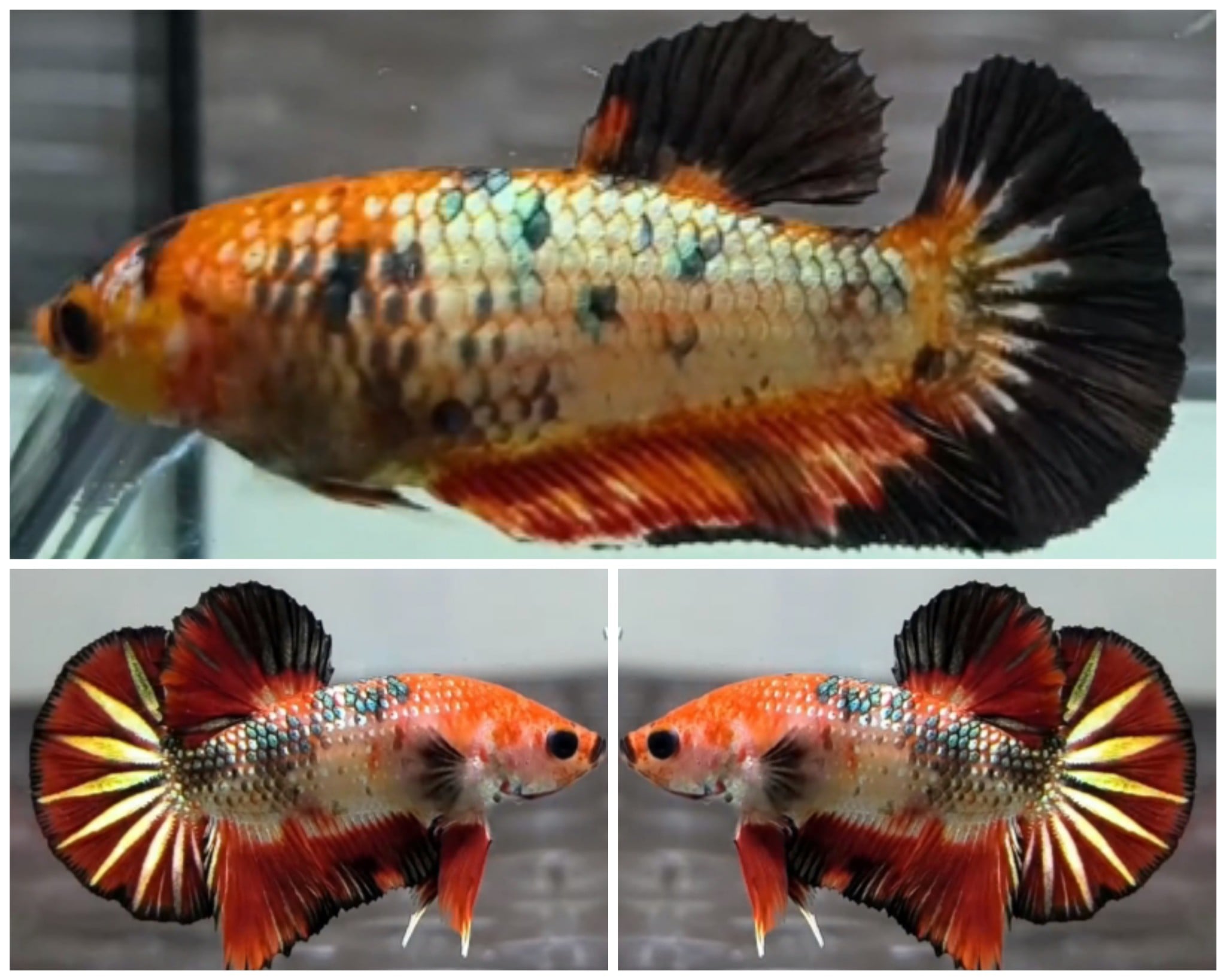 Pair Fancy Copper