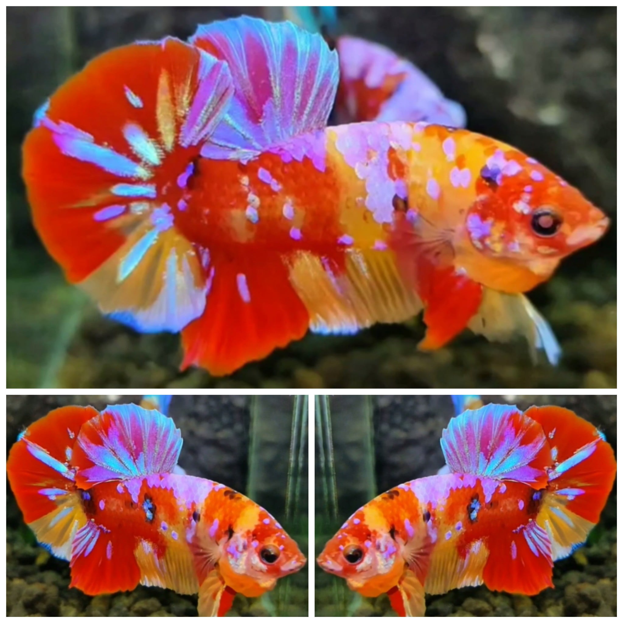 Sweet Candy #7