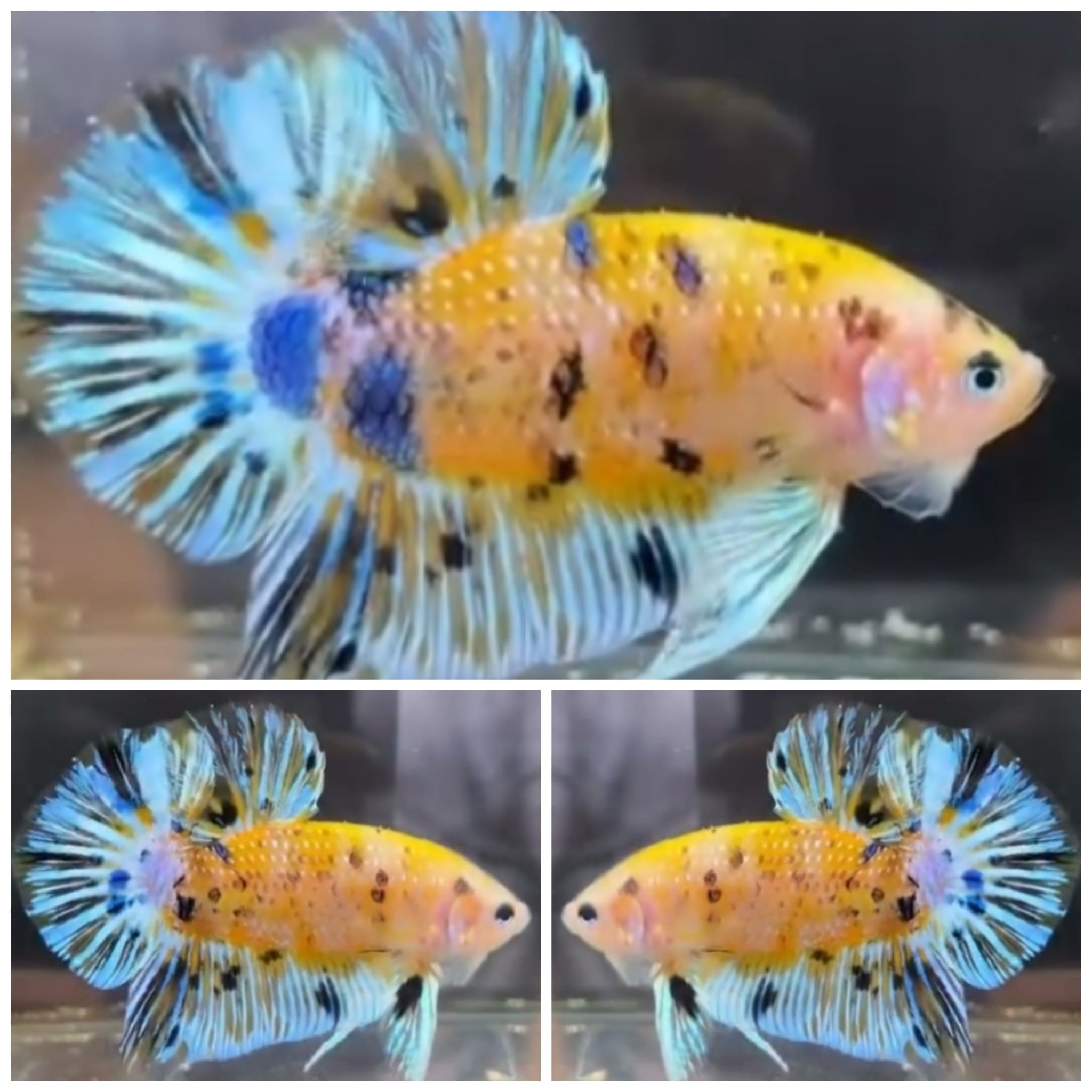 Giant Yellow Koi (5,5cm)