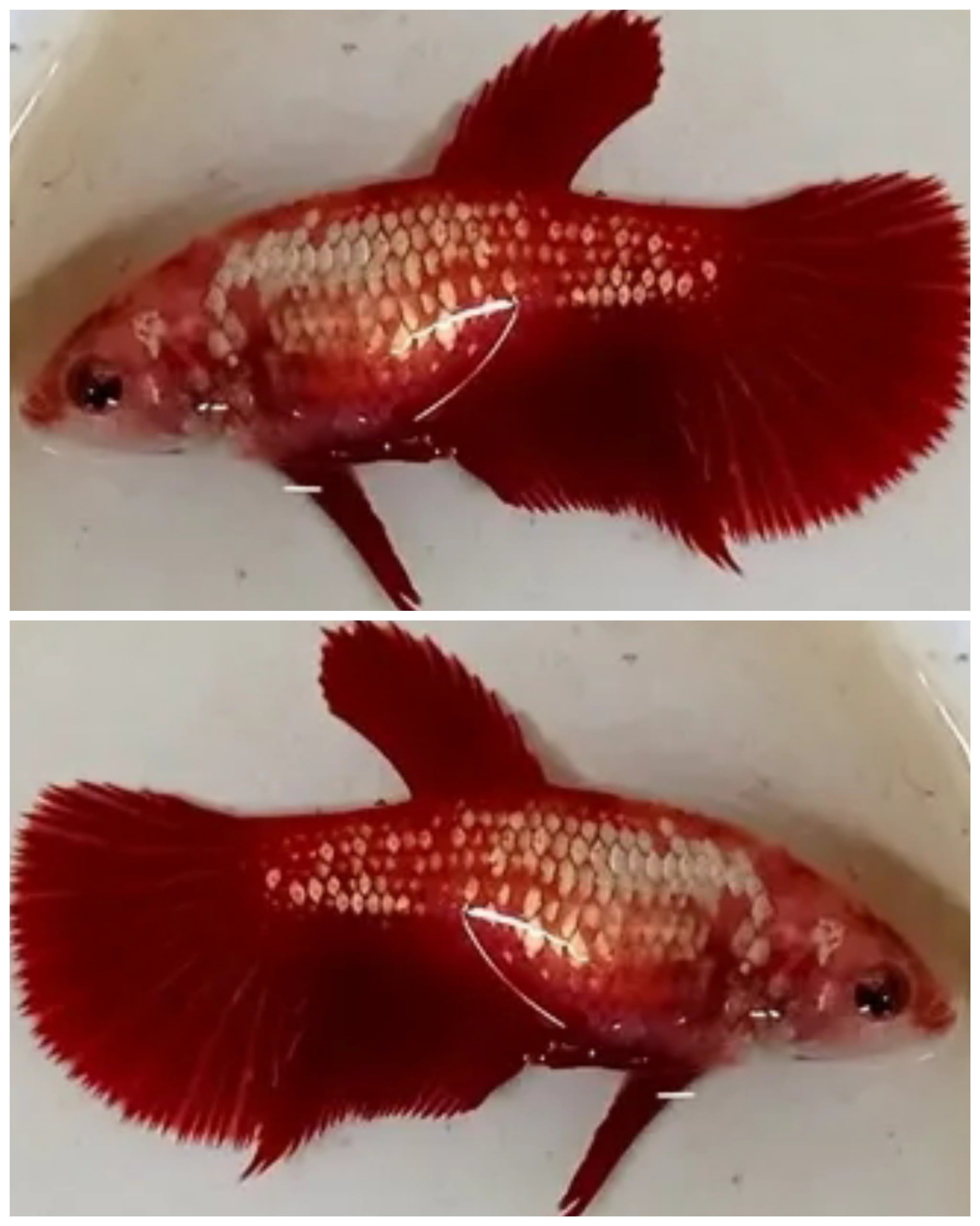 Female Red Samurai