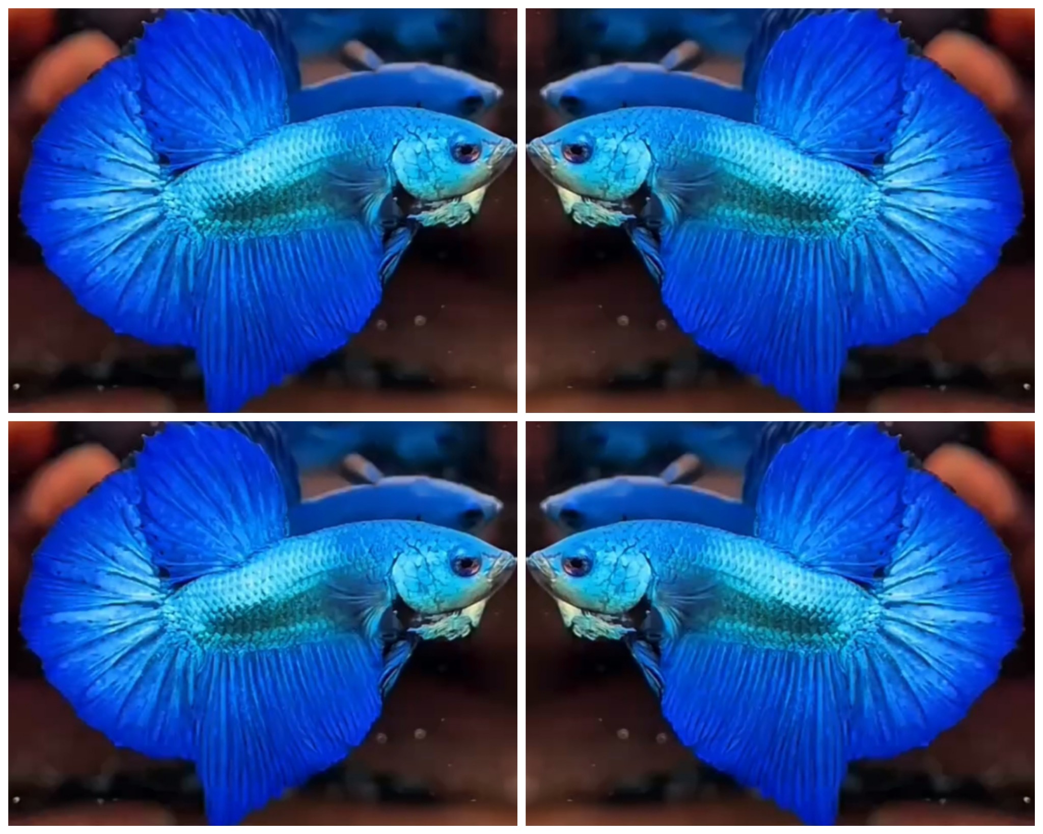 Nice Turquoise HMPK