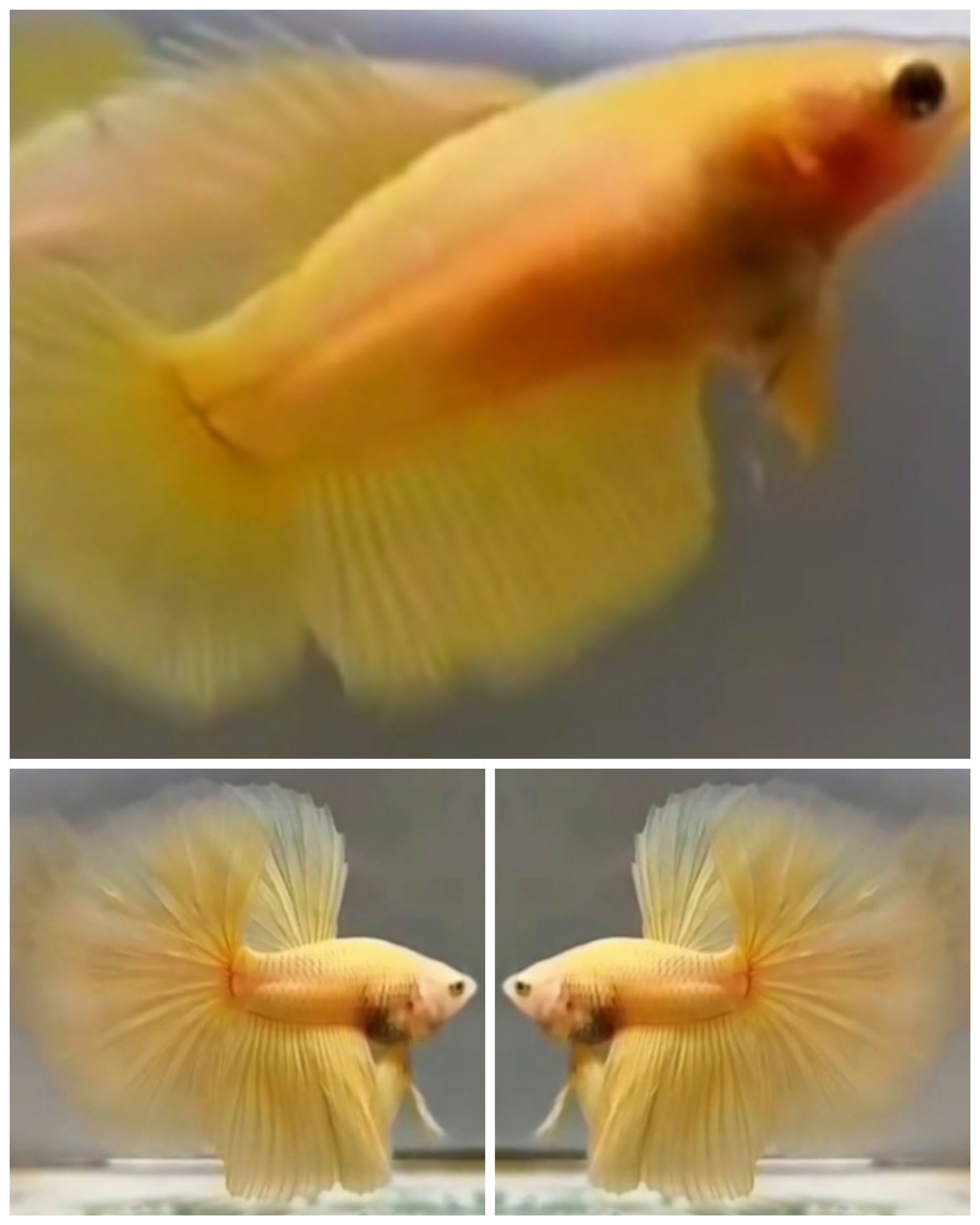 Pair Yellow Banana