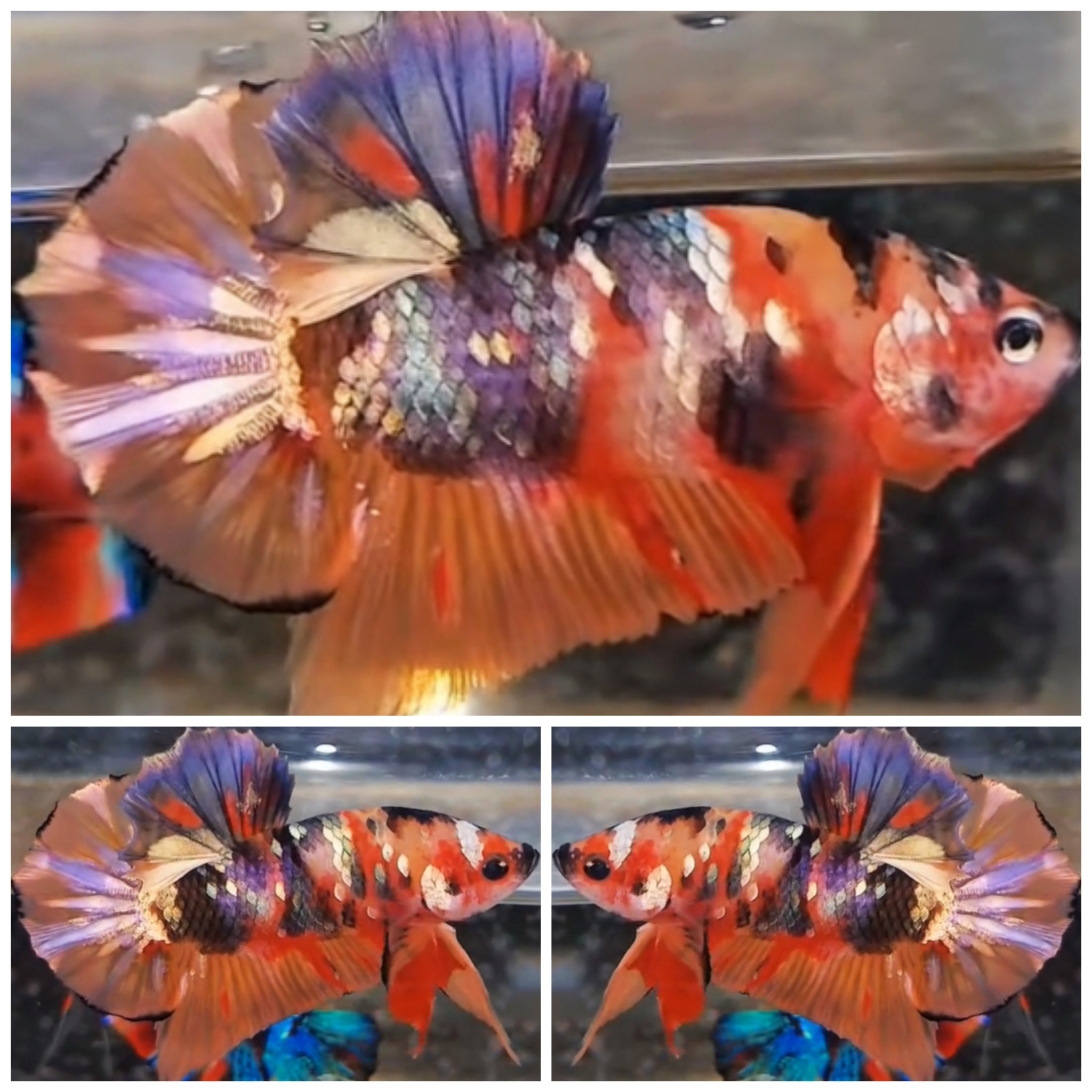 Nice Nemo Copper