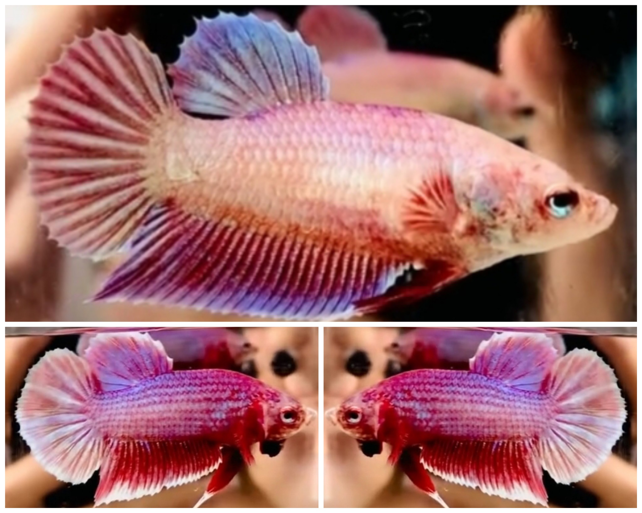 Pair Pink Aurora