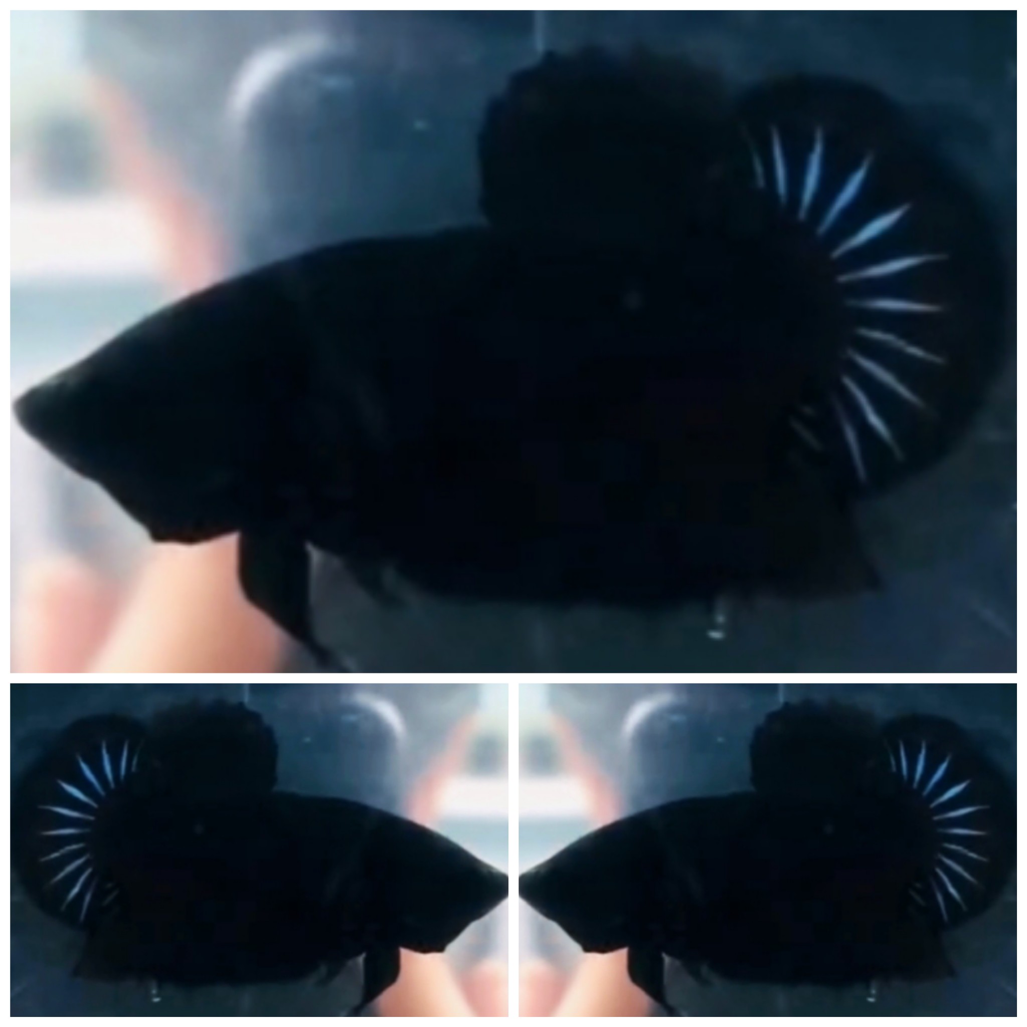 Nice Super Black