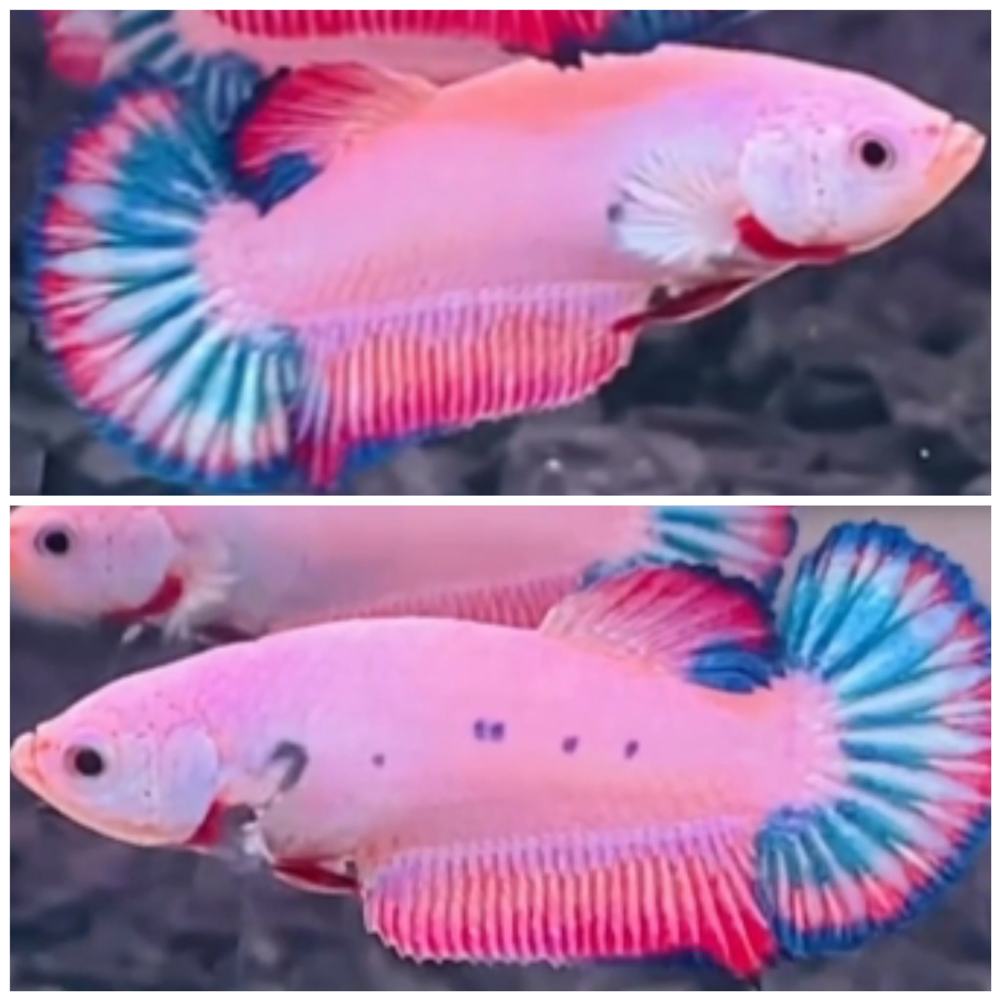 Female Pink Flamingo #1