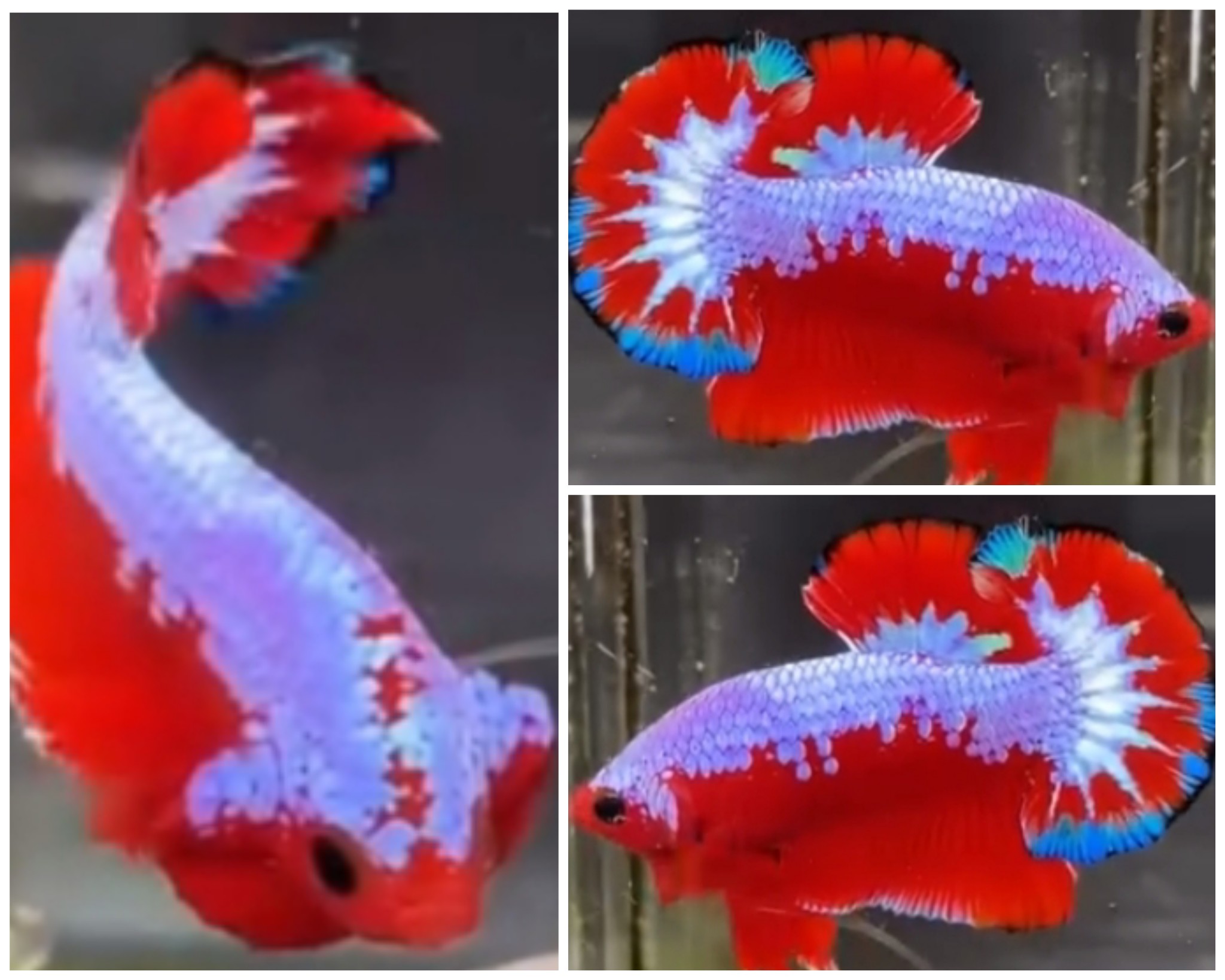 Red Fancy
