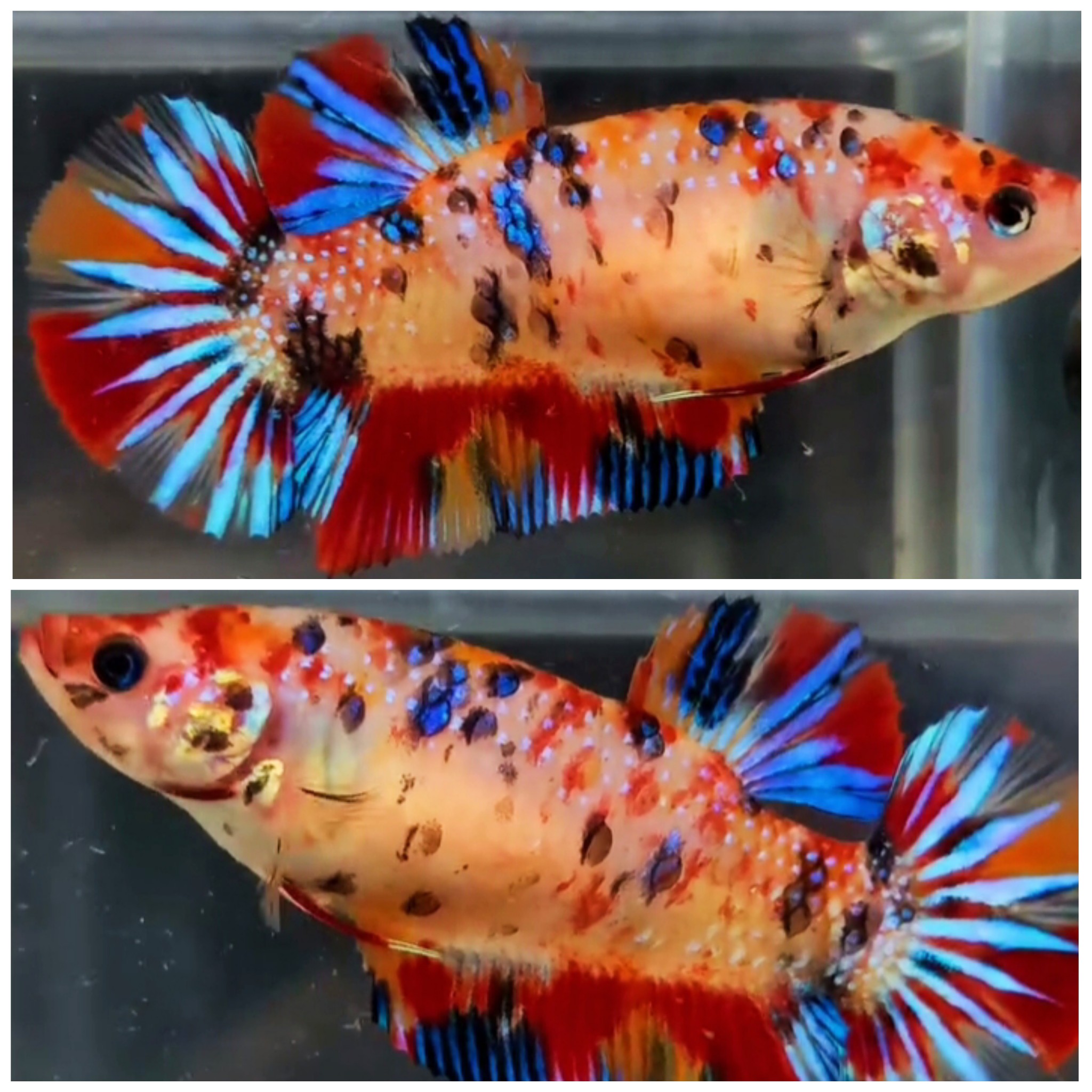 Female Giant Multicolour #1 (5cm)