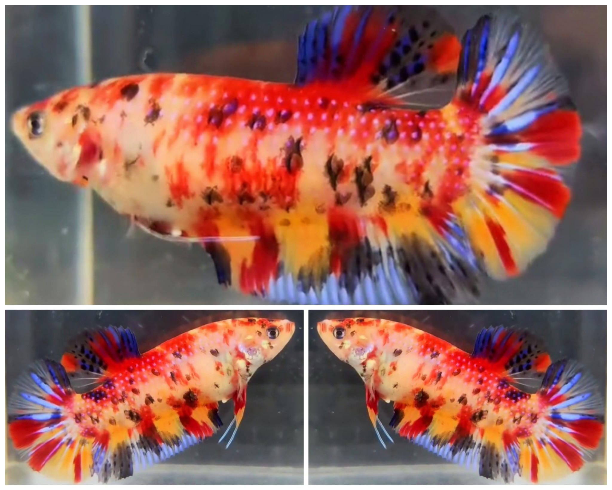 Female Giant Multicolour #2 (5cm)
