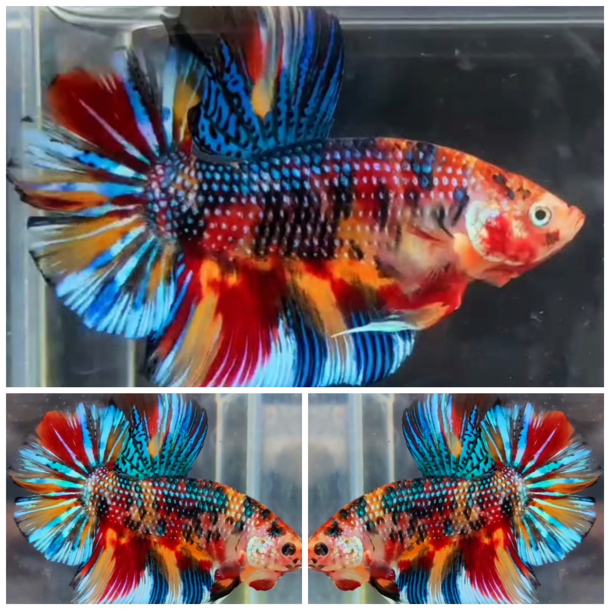 Giant Metallic Multicolour #1 (5,5cm)
