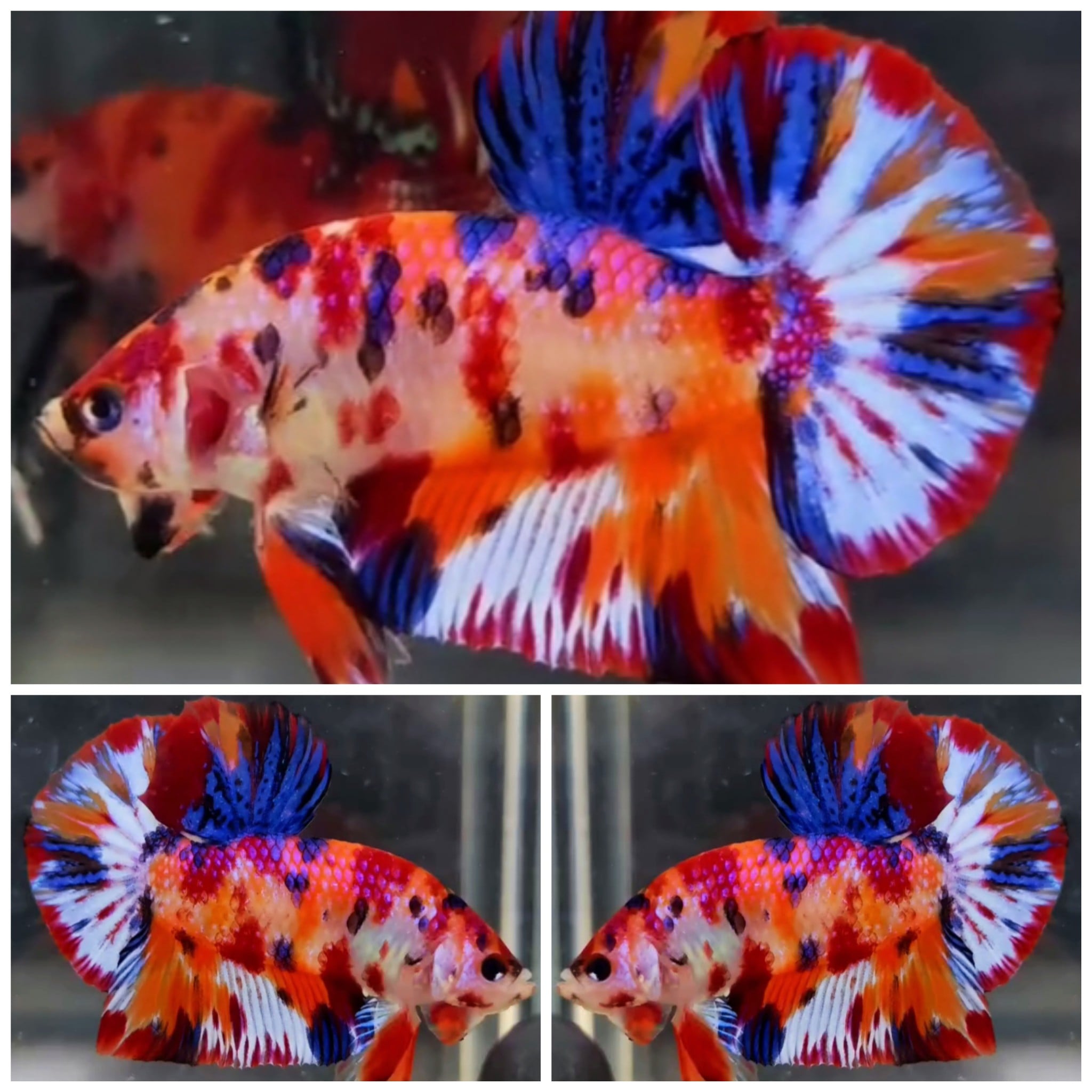 Young Giant Candy (5cm)