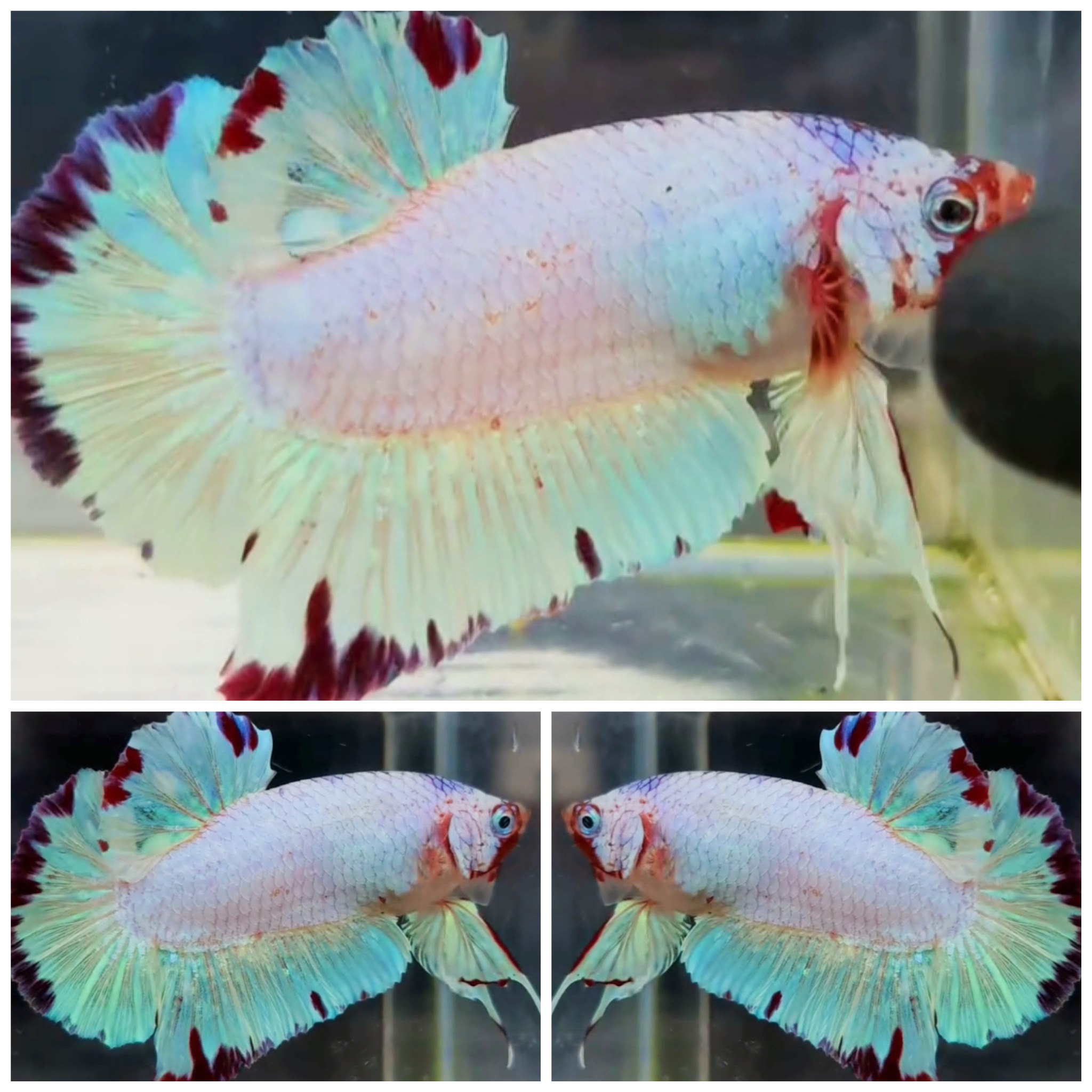 Giant AOC (5,5cm)