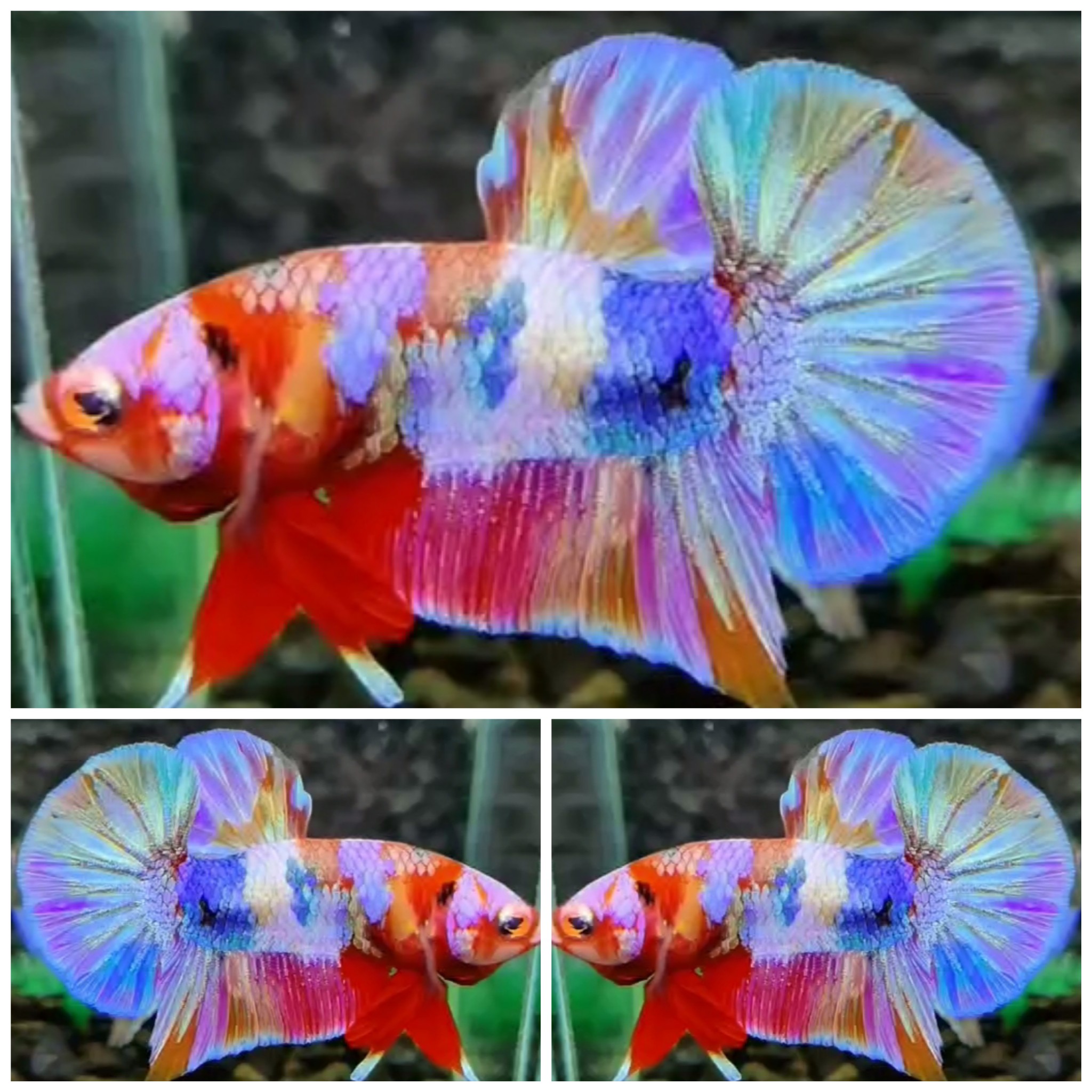 Candy Rainbow #1