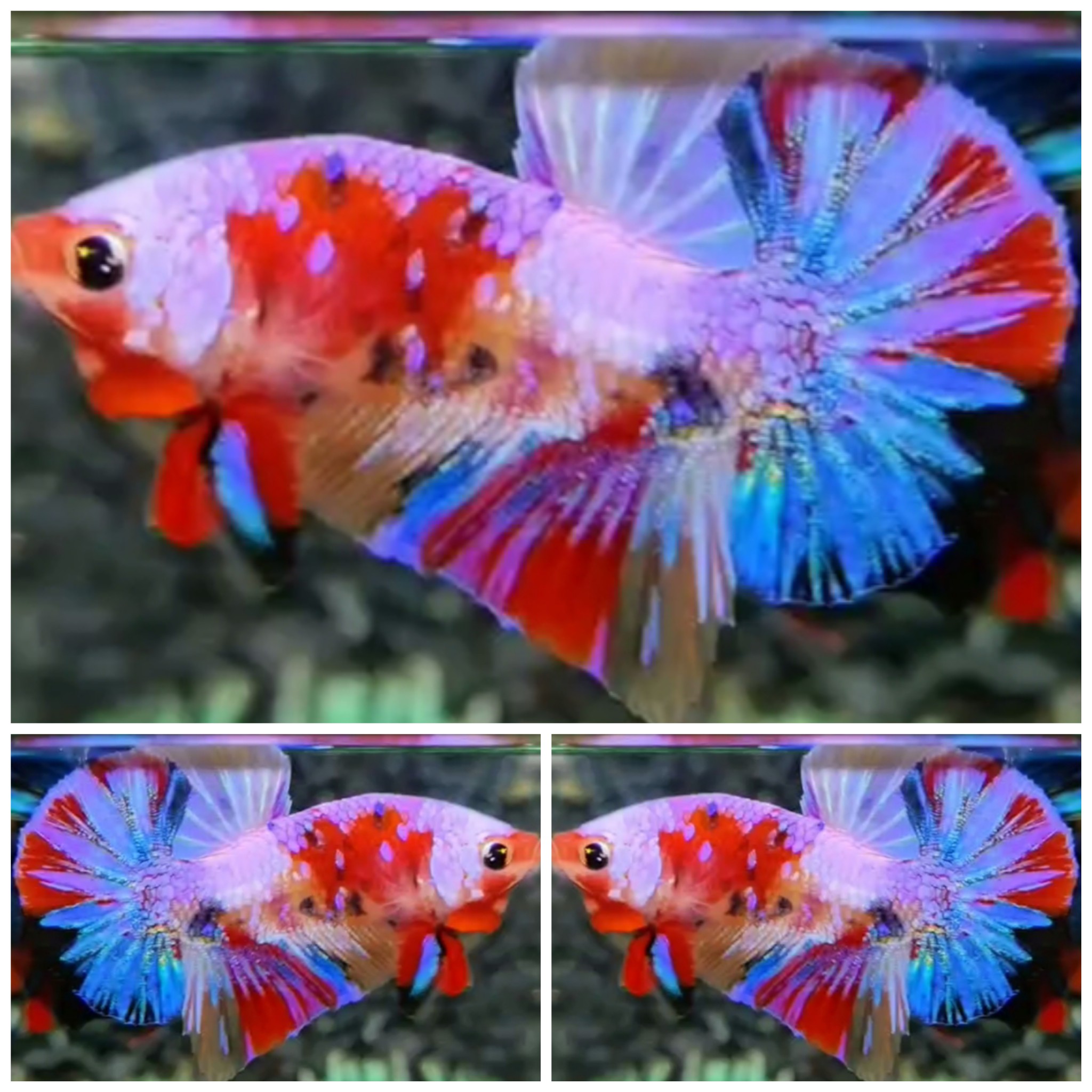 Candy Rainbow #3