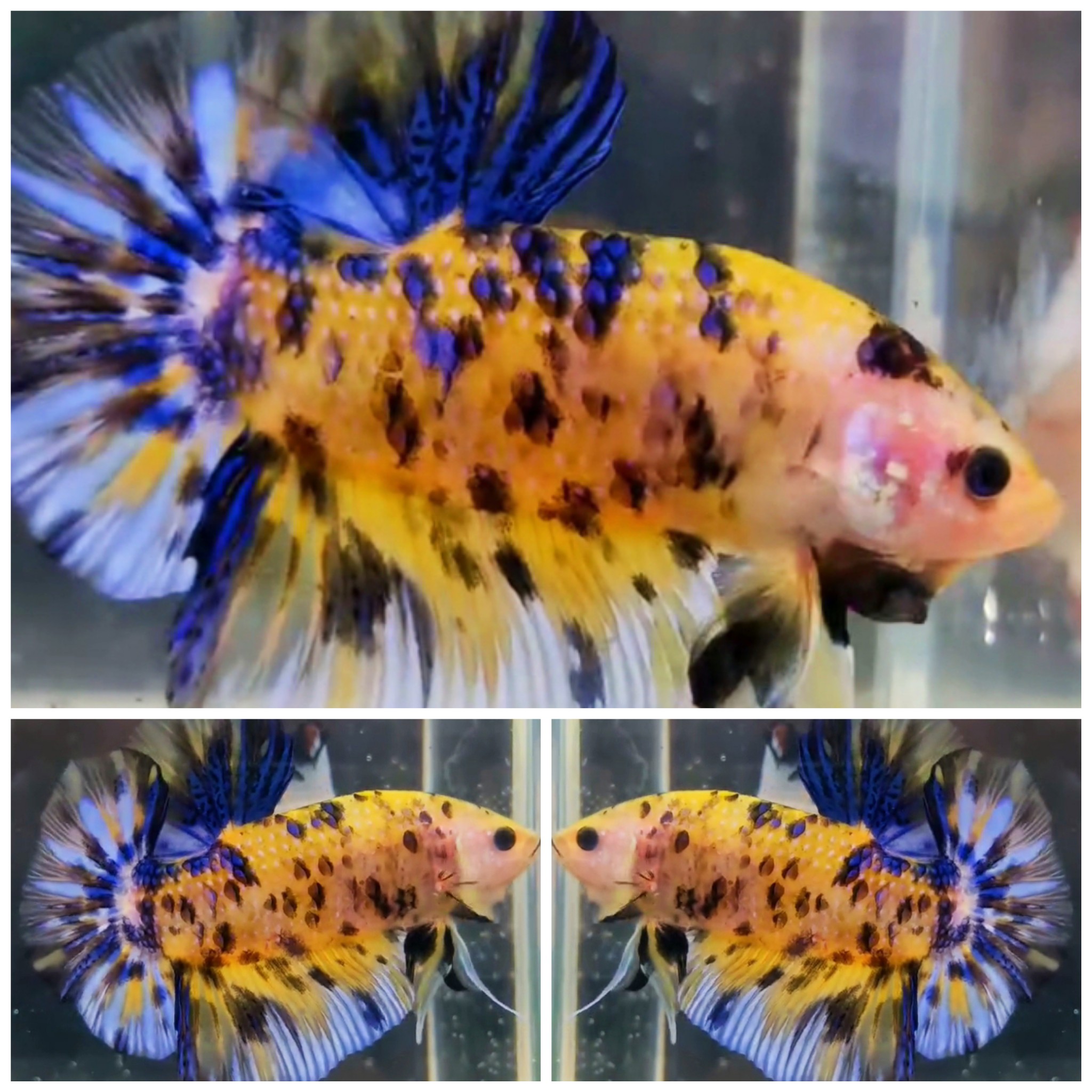 Giant Yellow Marsupilami (5,5cm)
