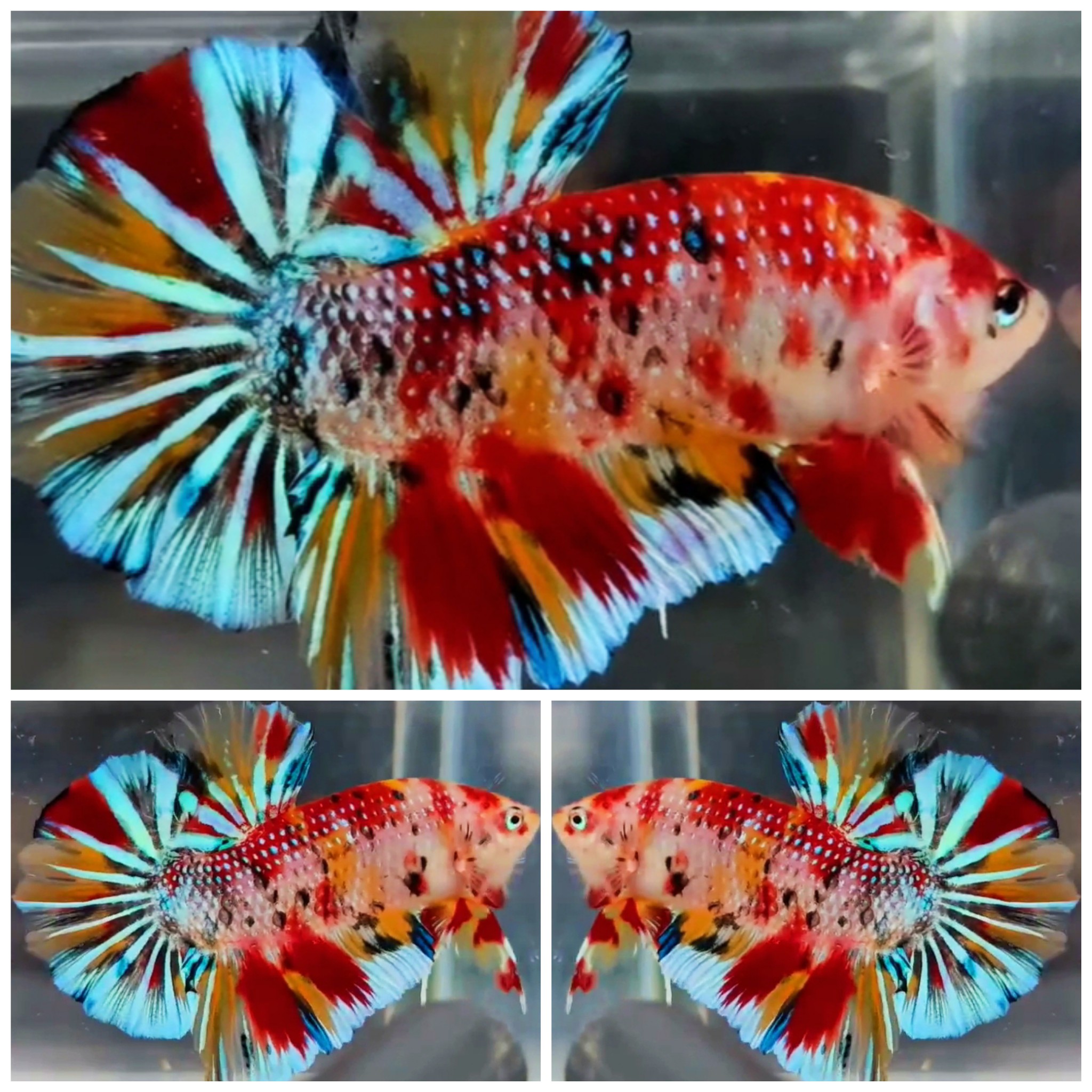 Giant Metallic Multicolour #2 (5,5cm)