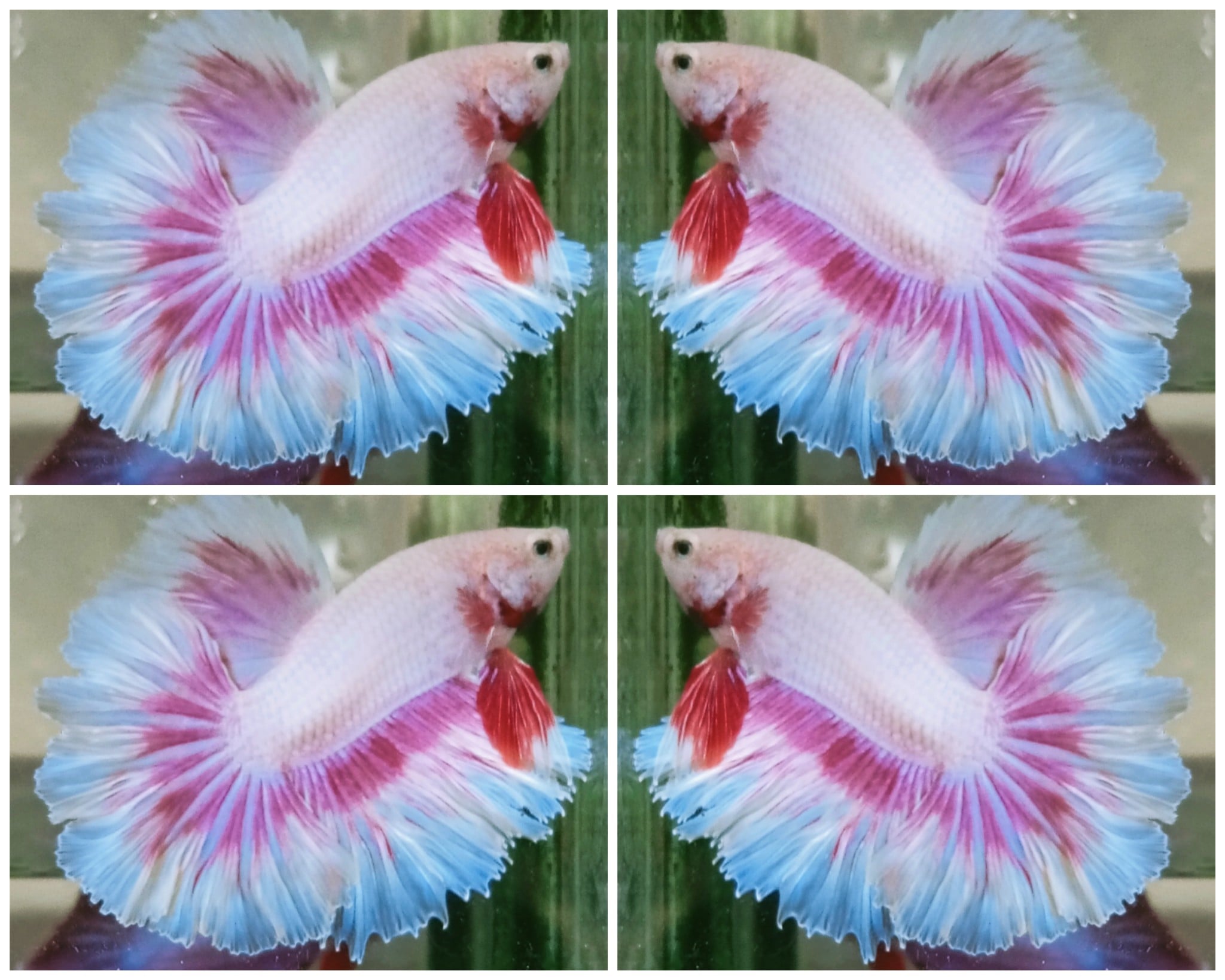 White Purple Rose Tail