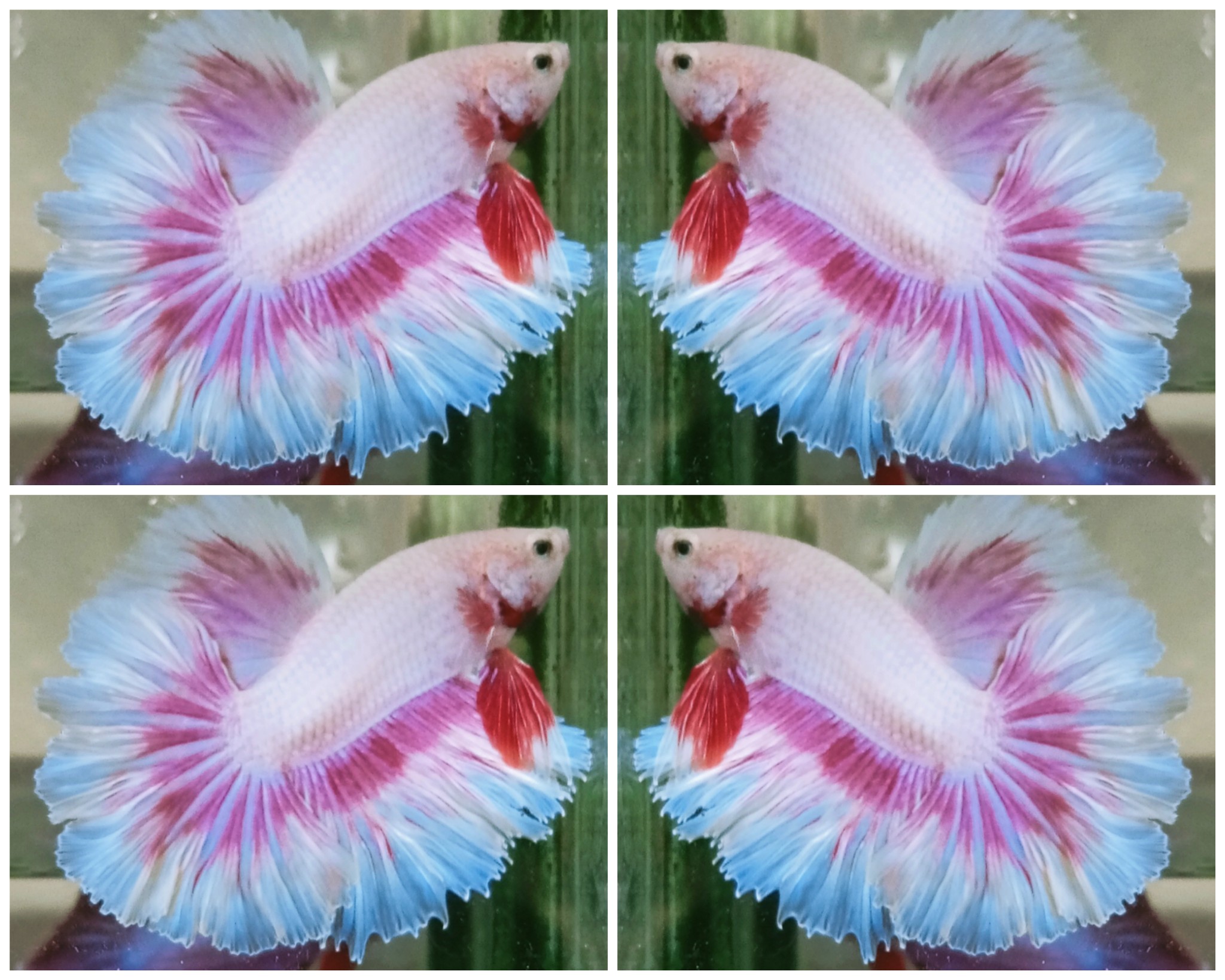 White Purple Rose Tail