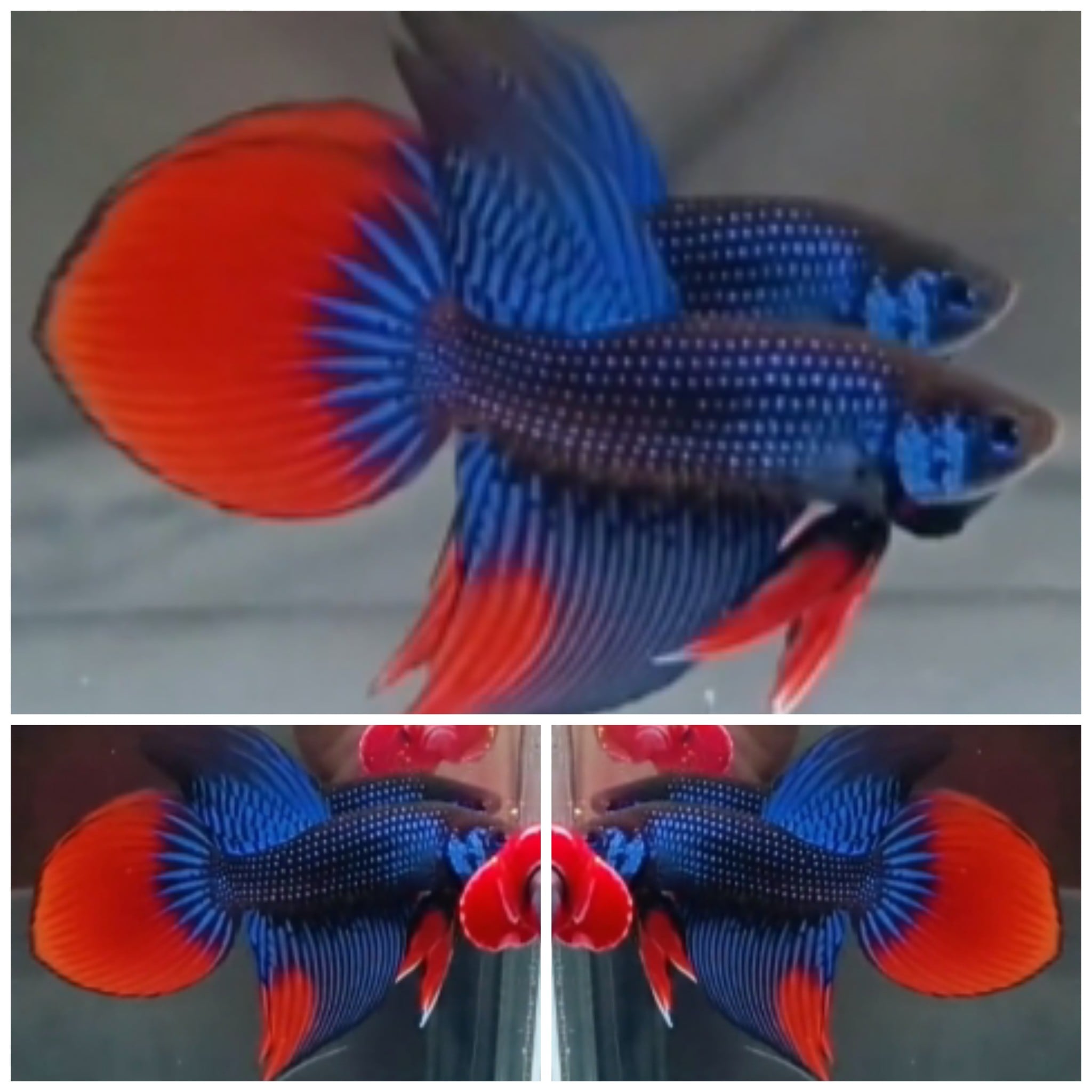 Imbellis Long Fin