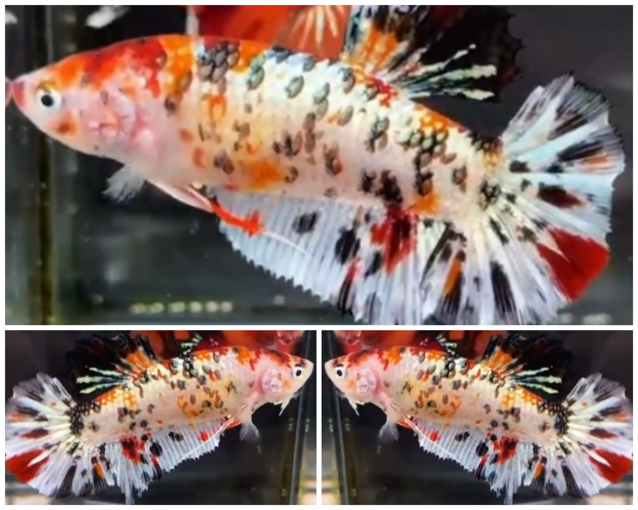 Female Giant (5cm)
