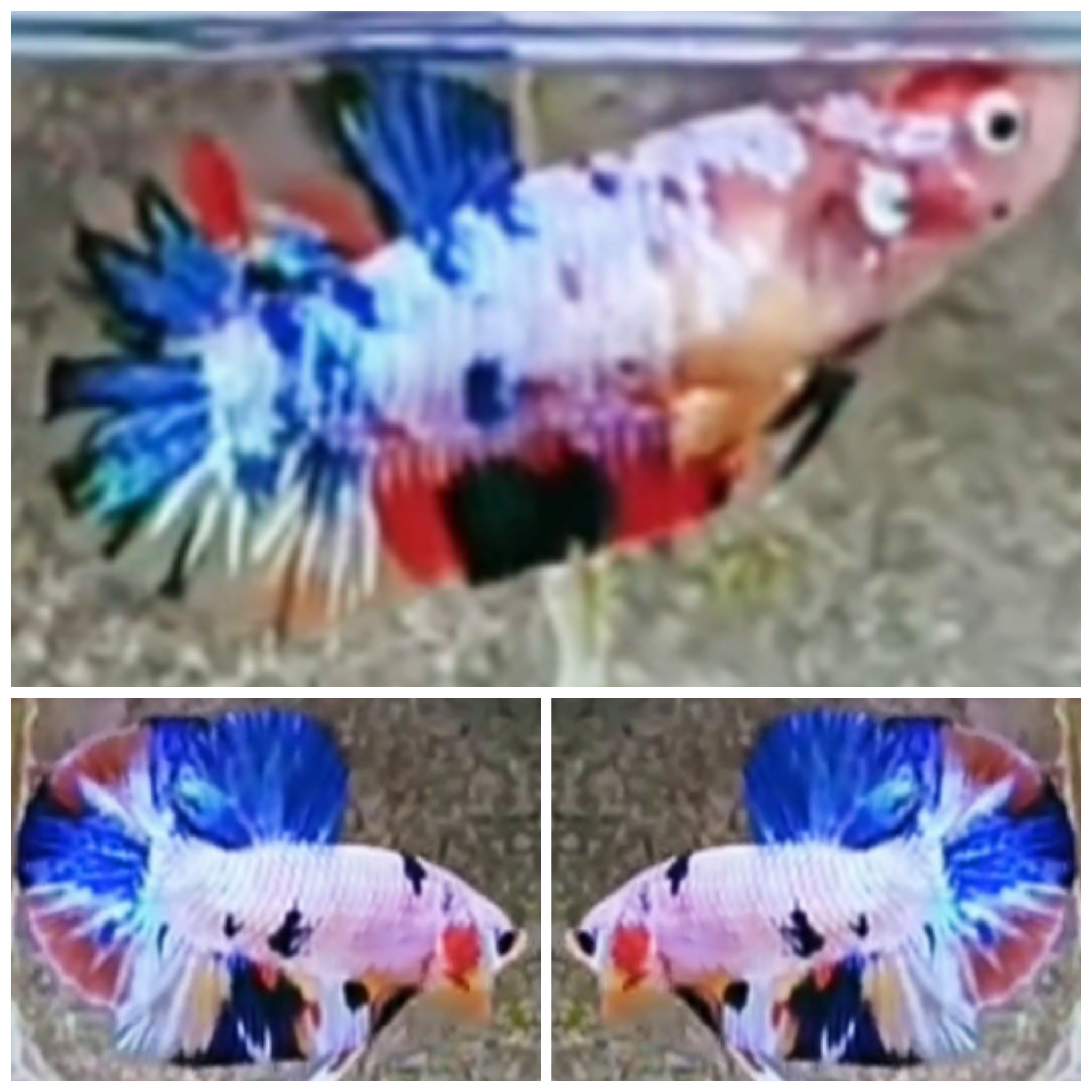 Pair Candy White