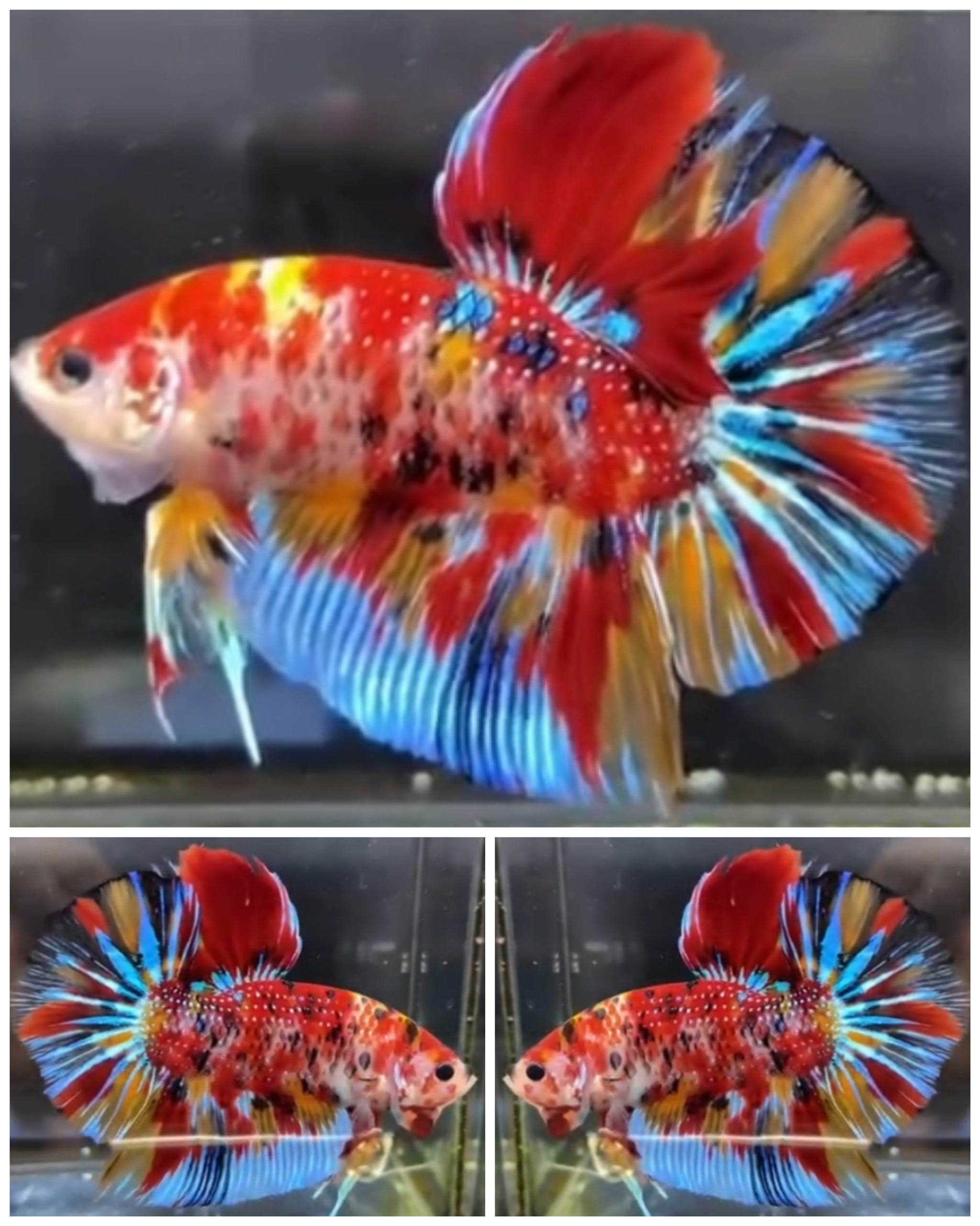 Giant Multicolour (6cm)