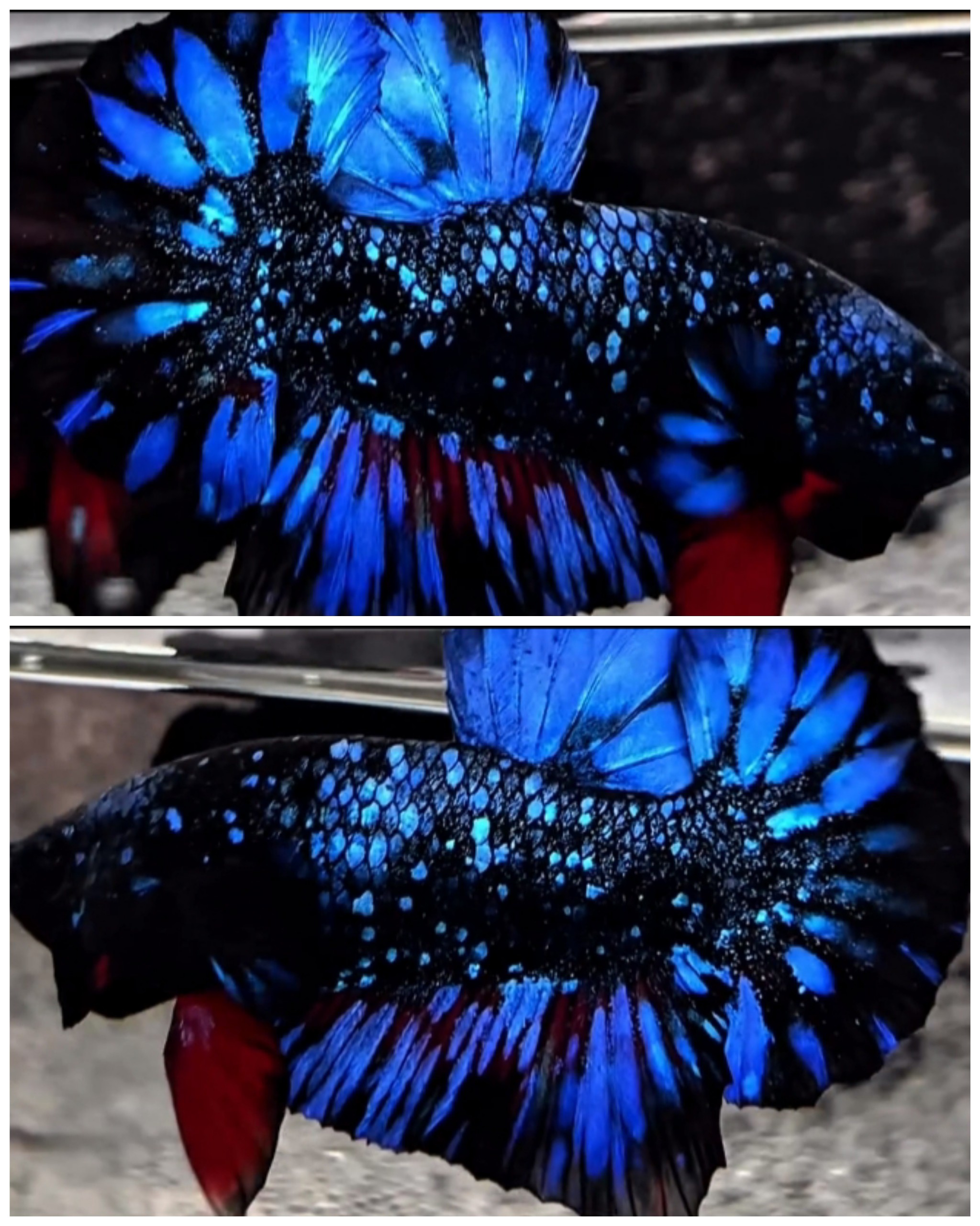 Avatar Glitter