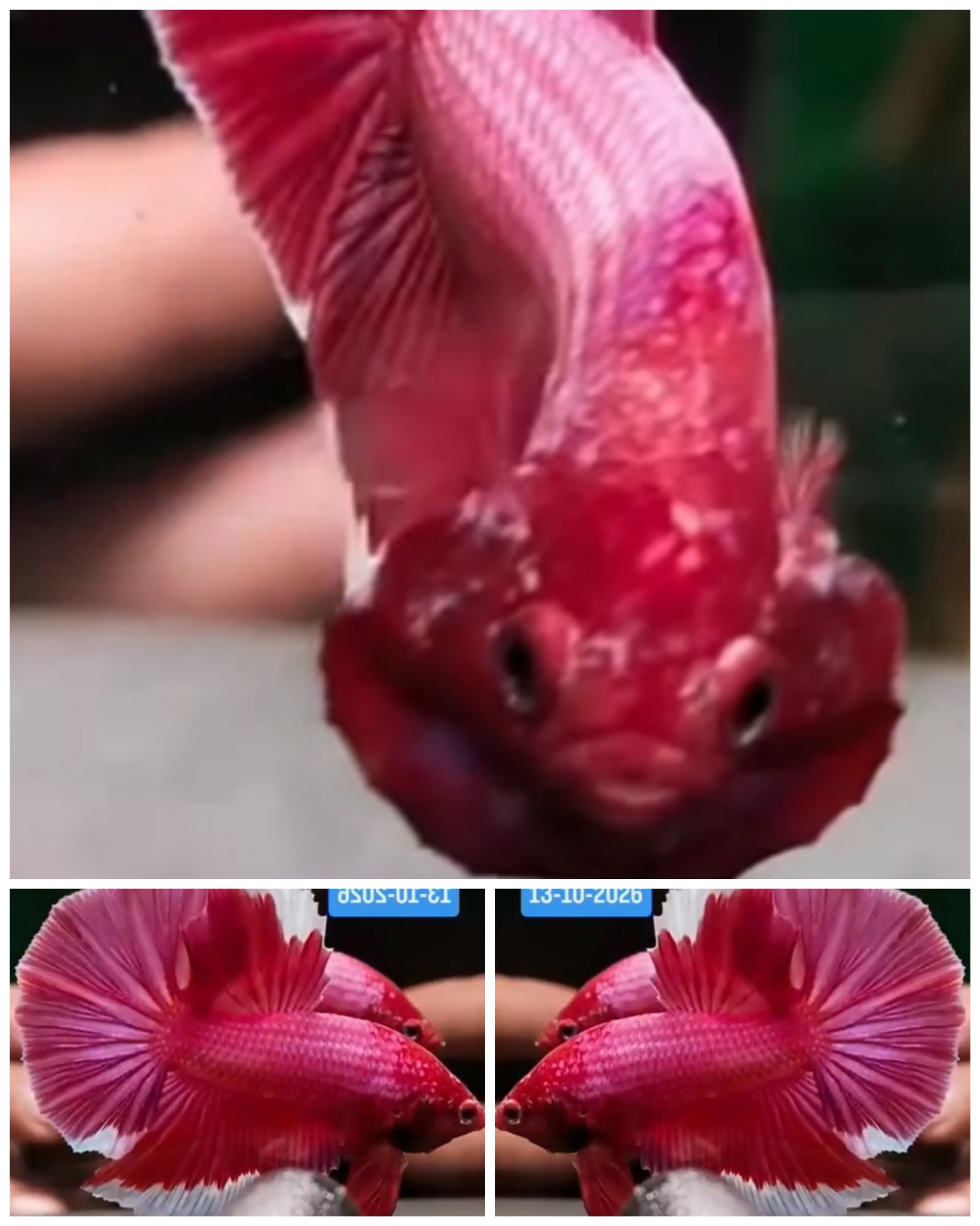Young Giant Pink (5cm)
